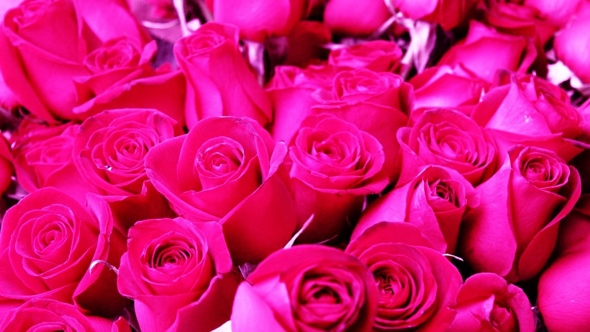 1920x1080 Pink Rose HD Wallpaper