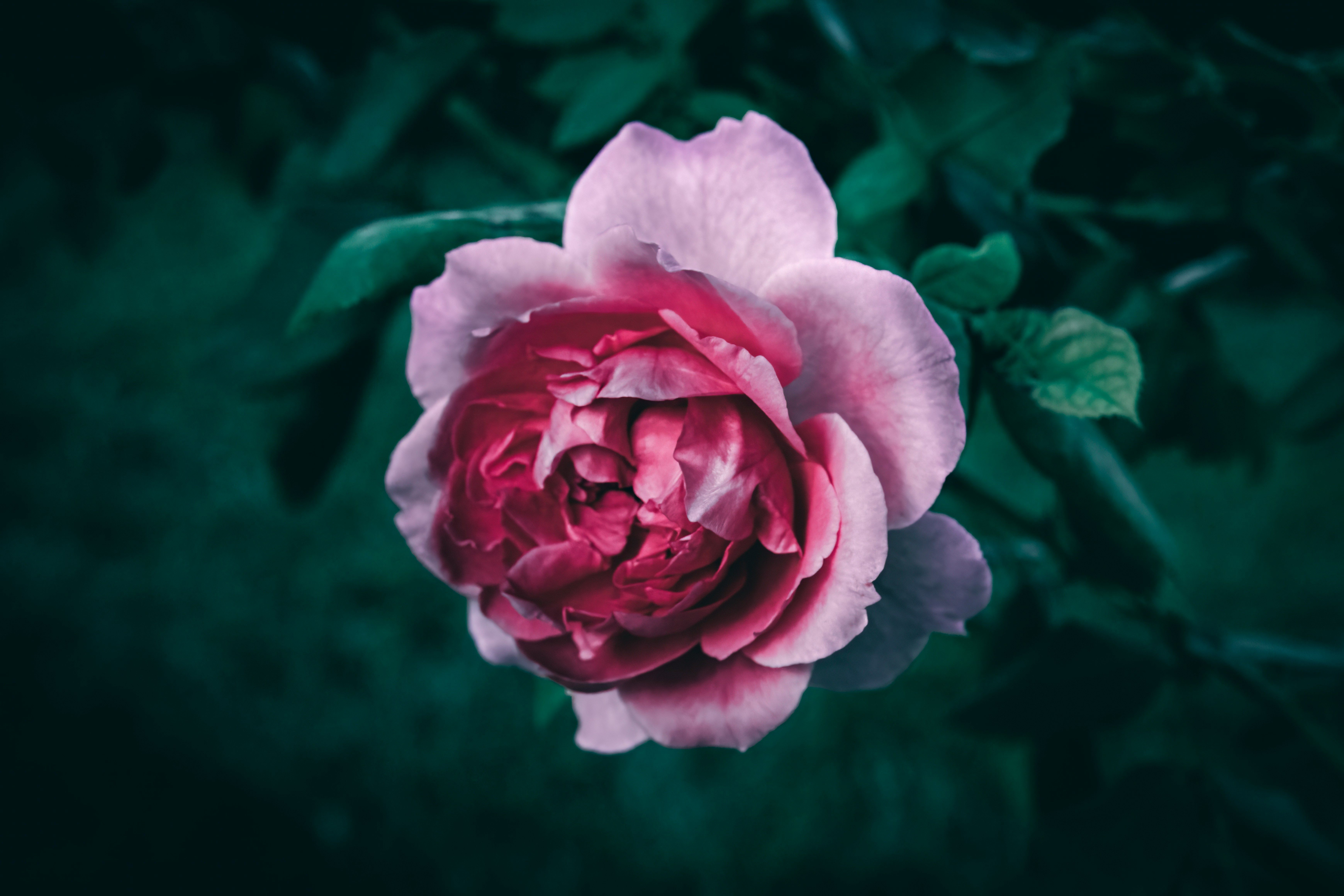 6960x4640 A single pink rose with dark green leaves. photo