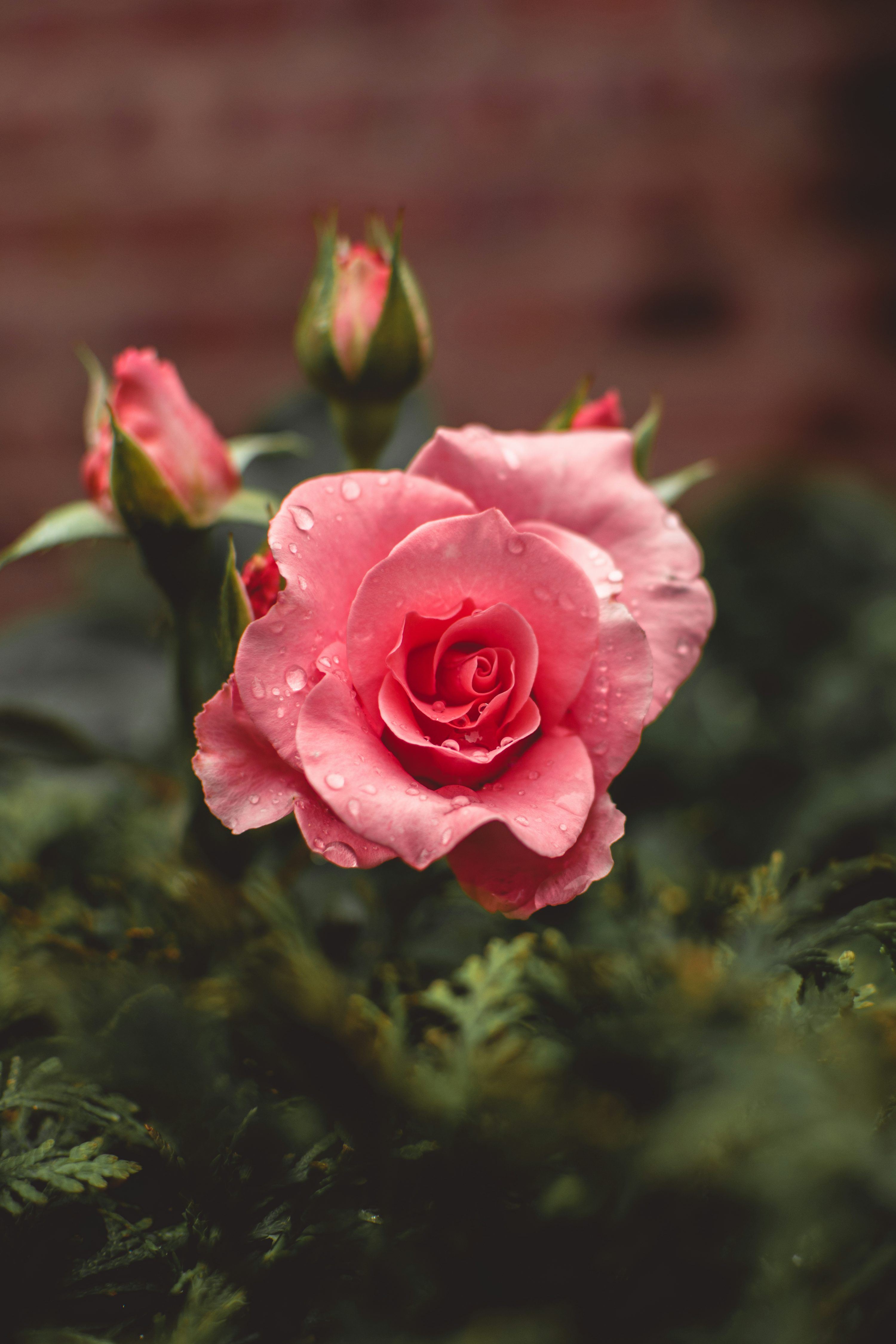 3000x4500 Rose Wallpaper: Free HD Download [4K]