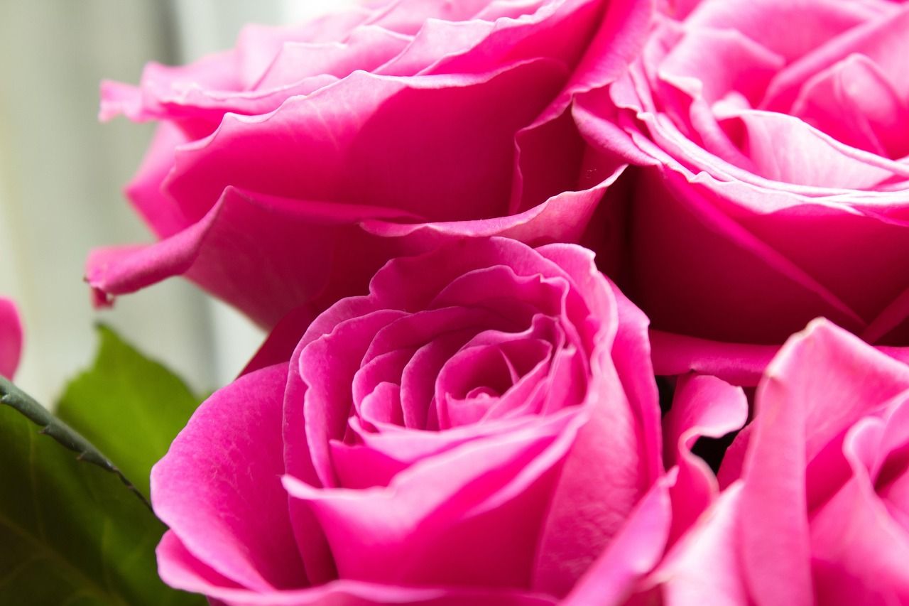 1280x853 Pink Roses Flowers