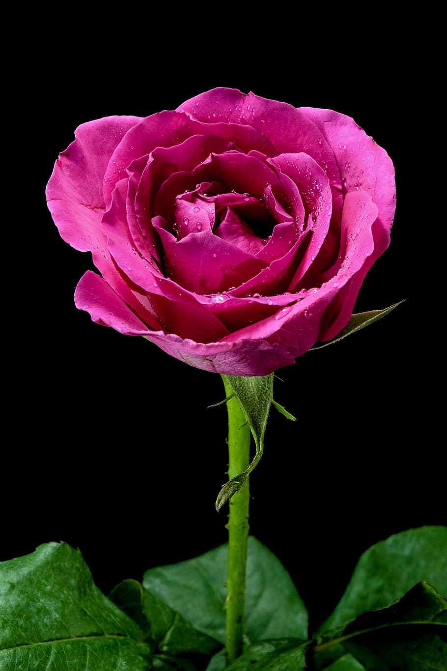 910x1365 HD wallpaper: rose, pinkrose, flowers, purple, flowering plant, beauty in nature