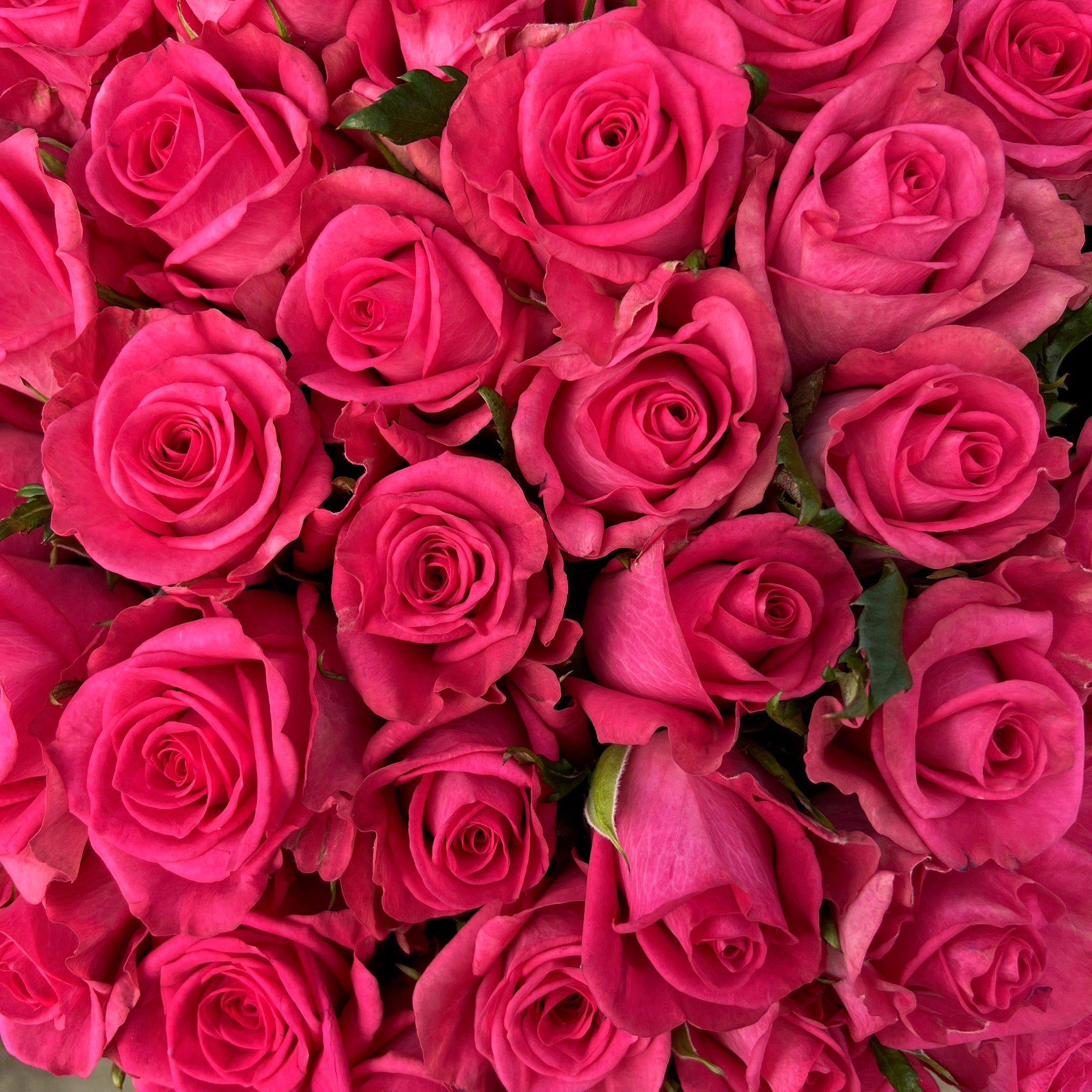 2048x2048 Hot Pink®