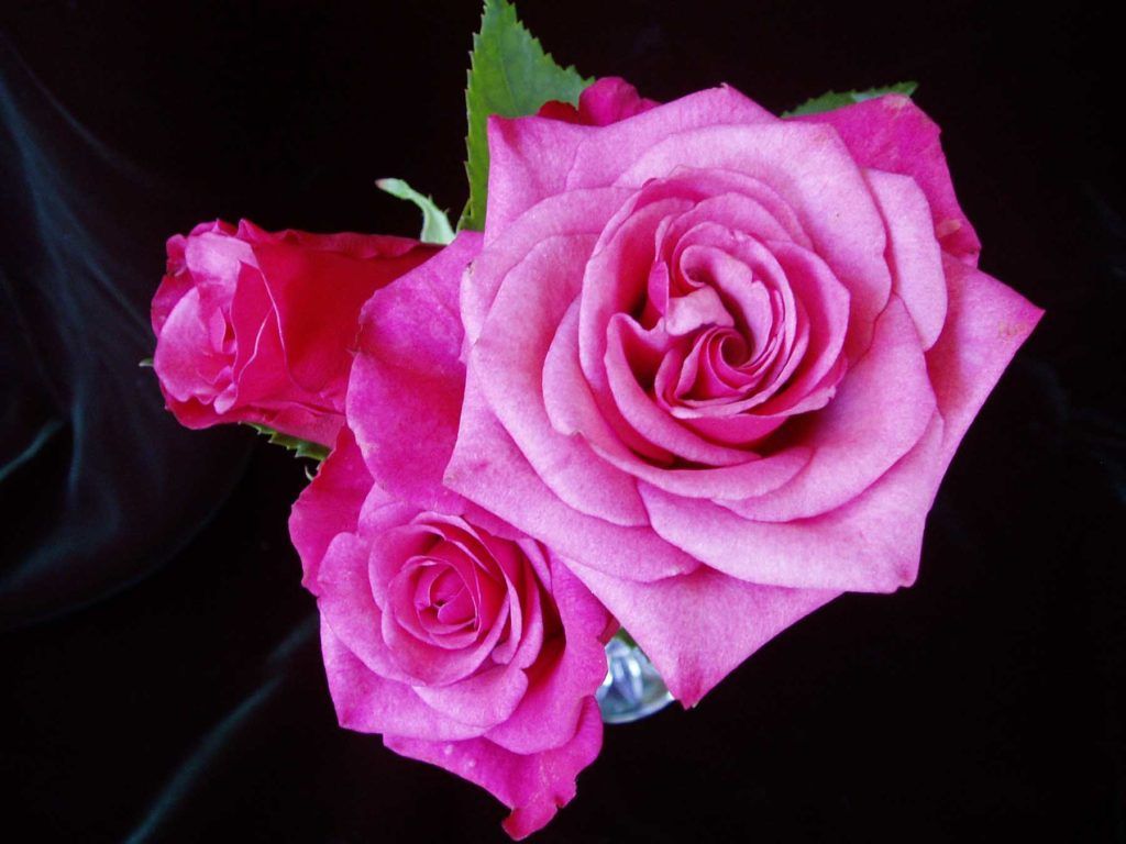 1024x768 Hot Pink Archives