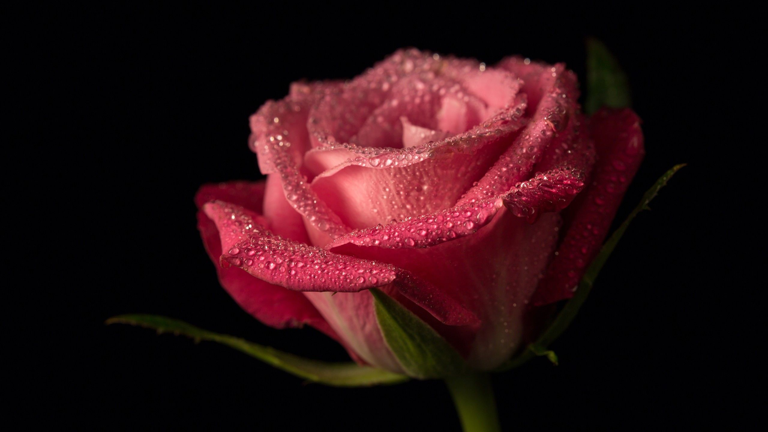 2560x1440 Pink Rose Flower Petals With Water Drops In Black Background HD Flowers Wallpaper