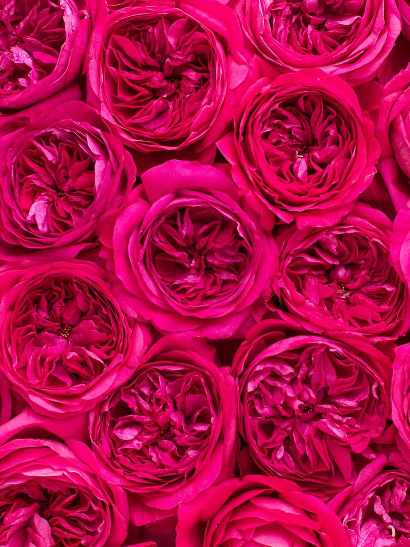 810x1080 A Floral Introduction