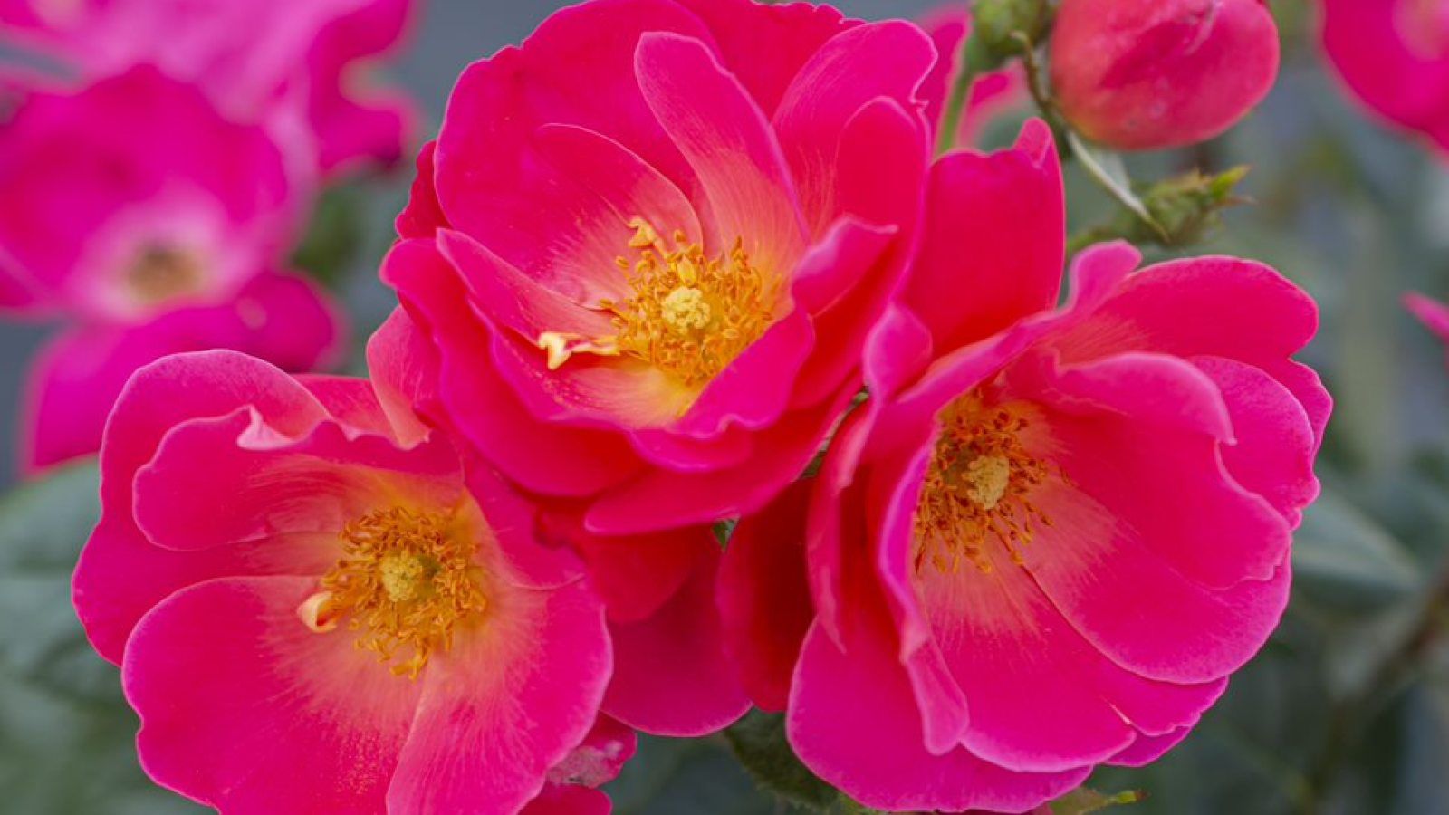 1600x900 Sun, water and pests: Helping roses thrive through summer