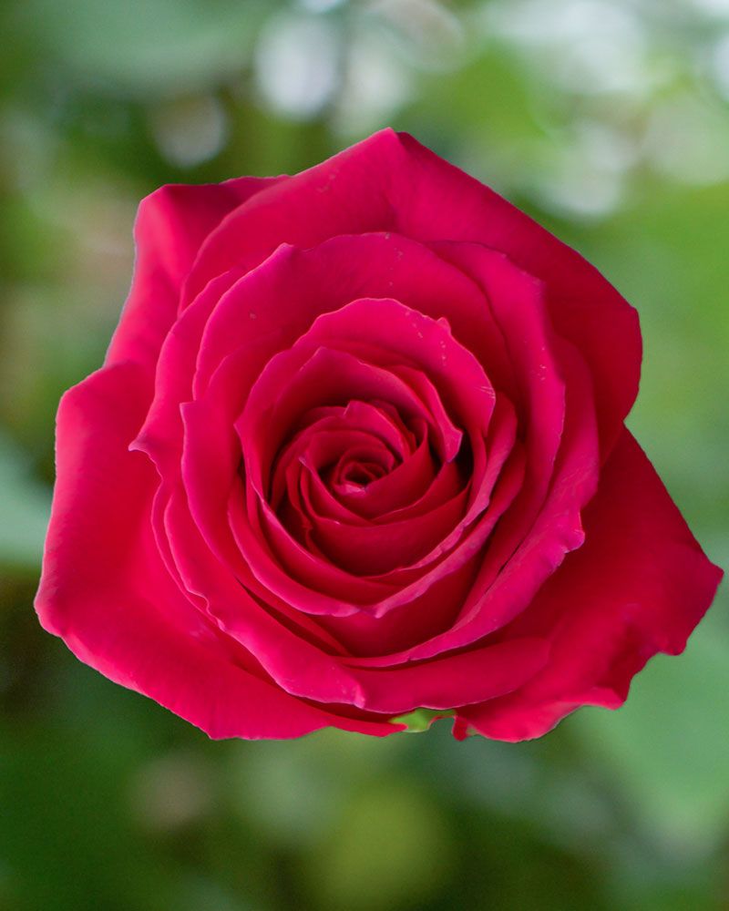 800x1000 Pink Floyd Rose. Fresh Flowers Online & Wholesale Roses. Buy Roses From Ecuador