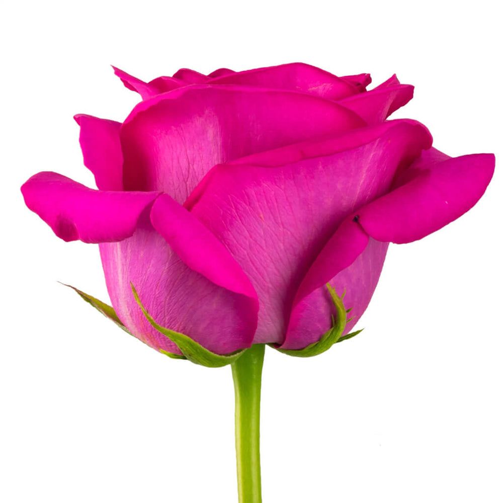 1000x1000 Pink Floyd Roses • Asiri Blooms