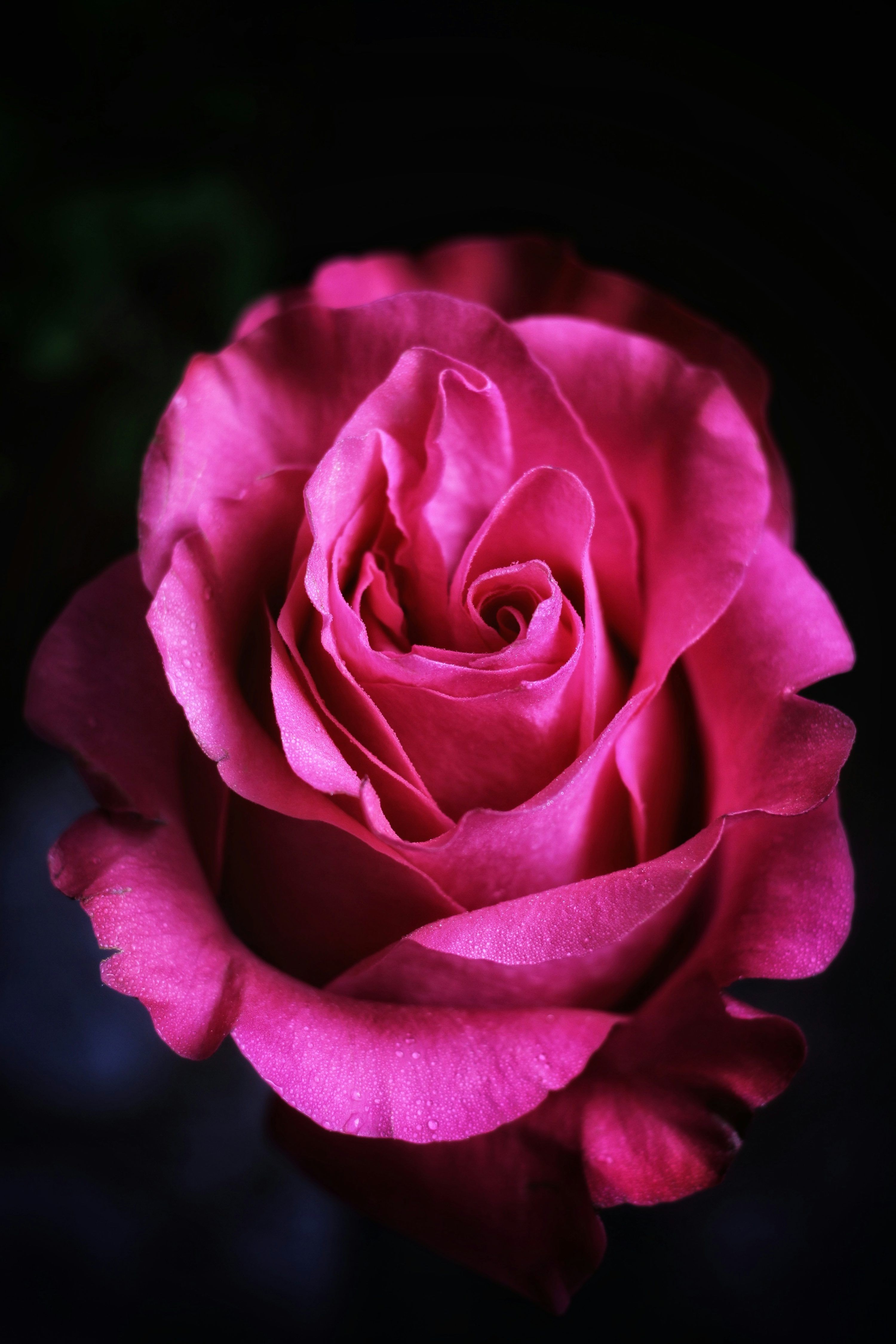 3000x4500 A pink rose with a butterfly on a black background photo