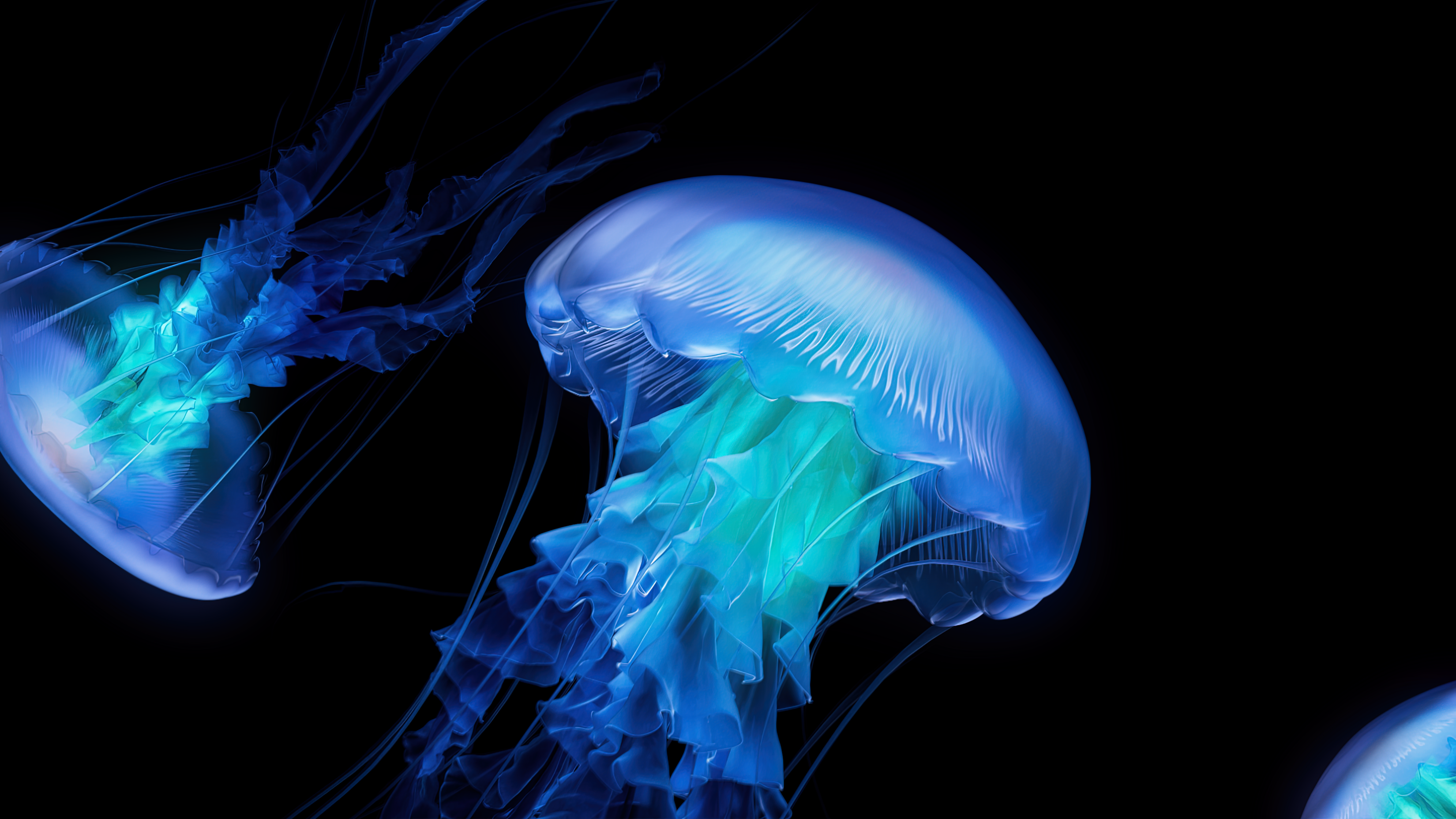 3300x1856 Jellyfish AMOLED Blue And Dark Best Desktop Wallpaper Of 2025 Collection For Mac And PC 4K 6K