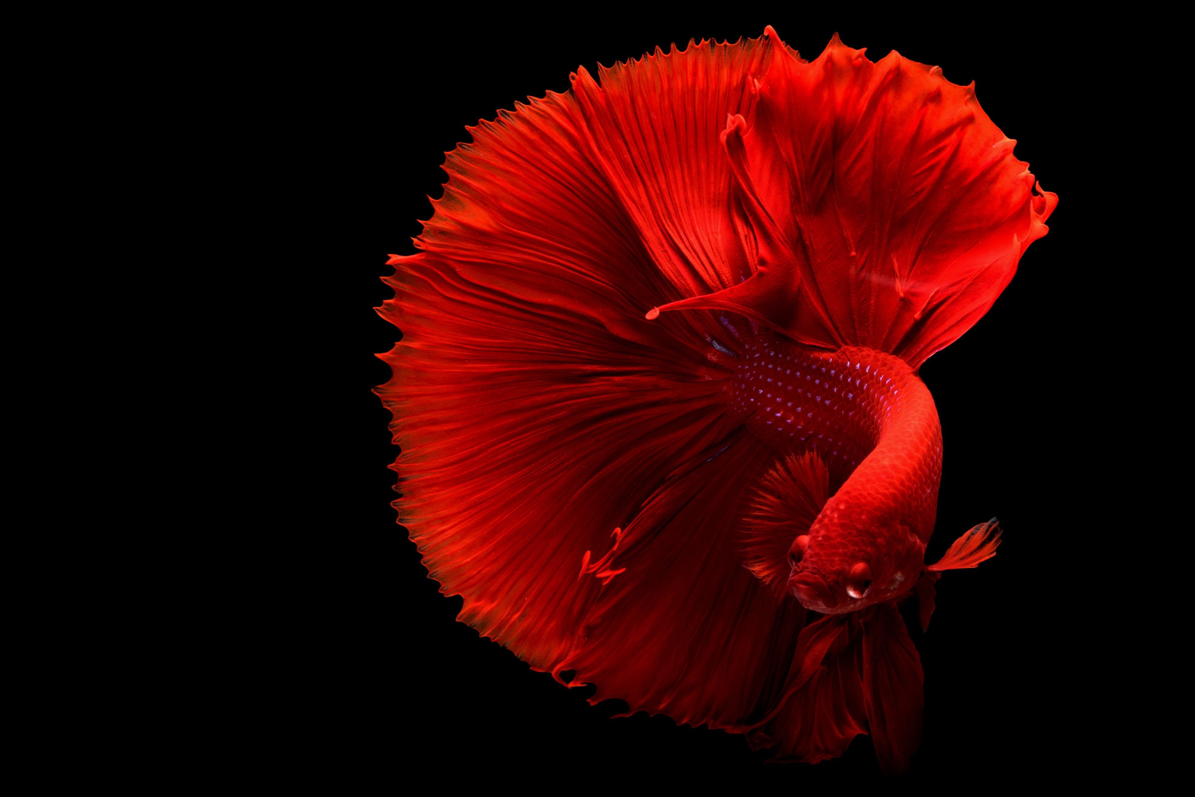 3943x2629 4k Amoled Desktop Wallpaper Photo, Download The BEST Free 4k Amoled Desktop Wallpaper & HD Image