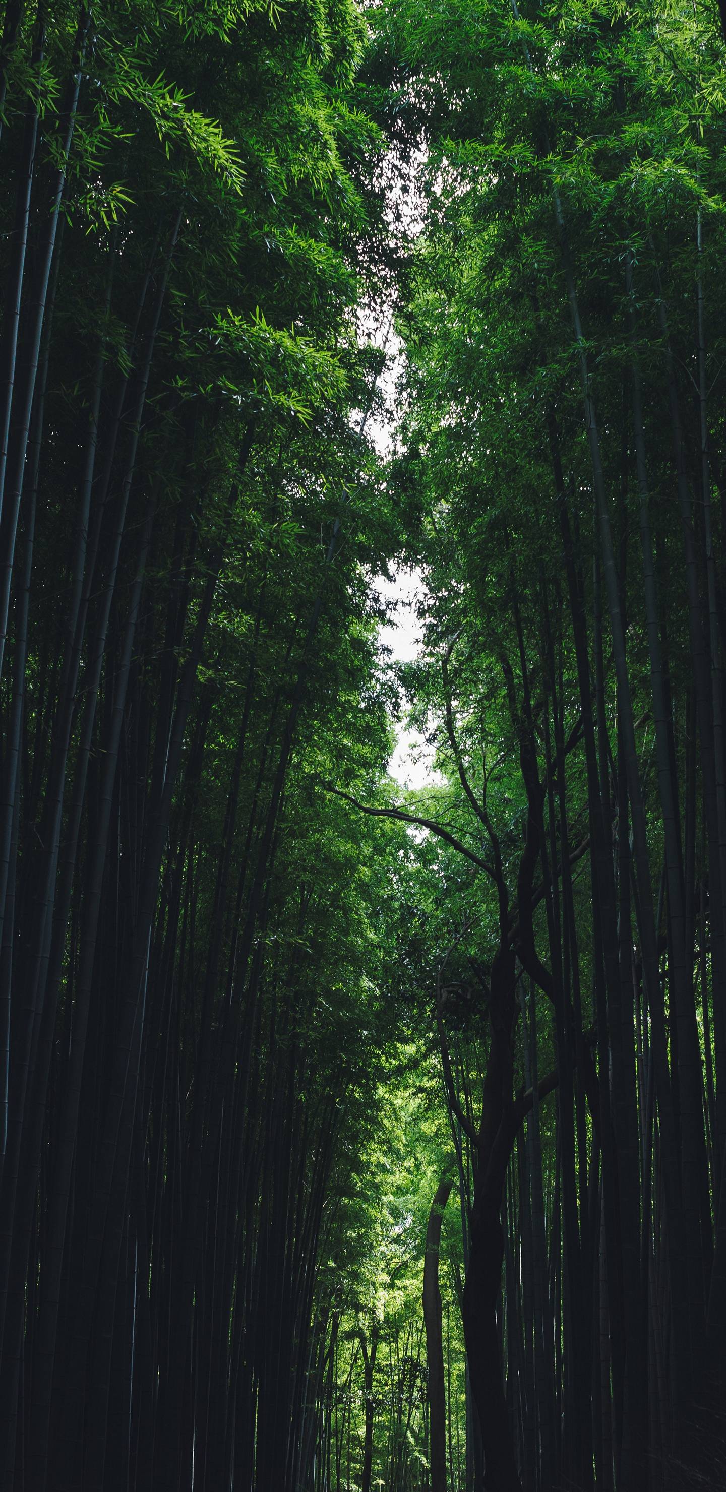 1440x2960 Forest Oled Wallpaper