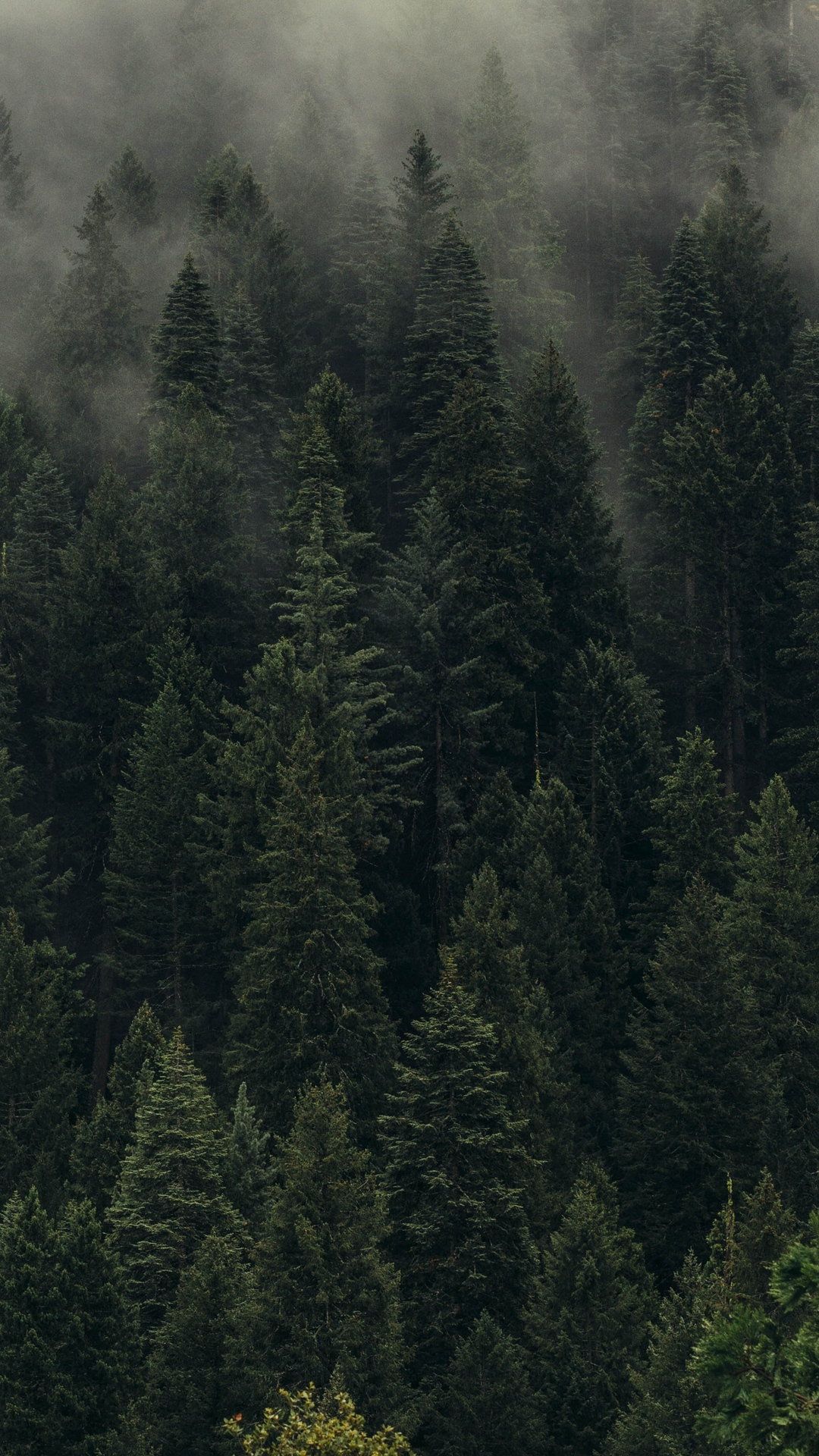 1080x1920 Forest Oled Wallpaper