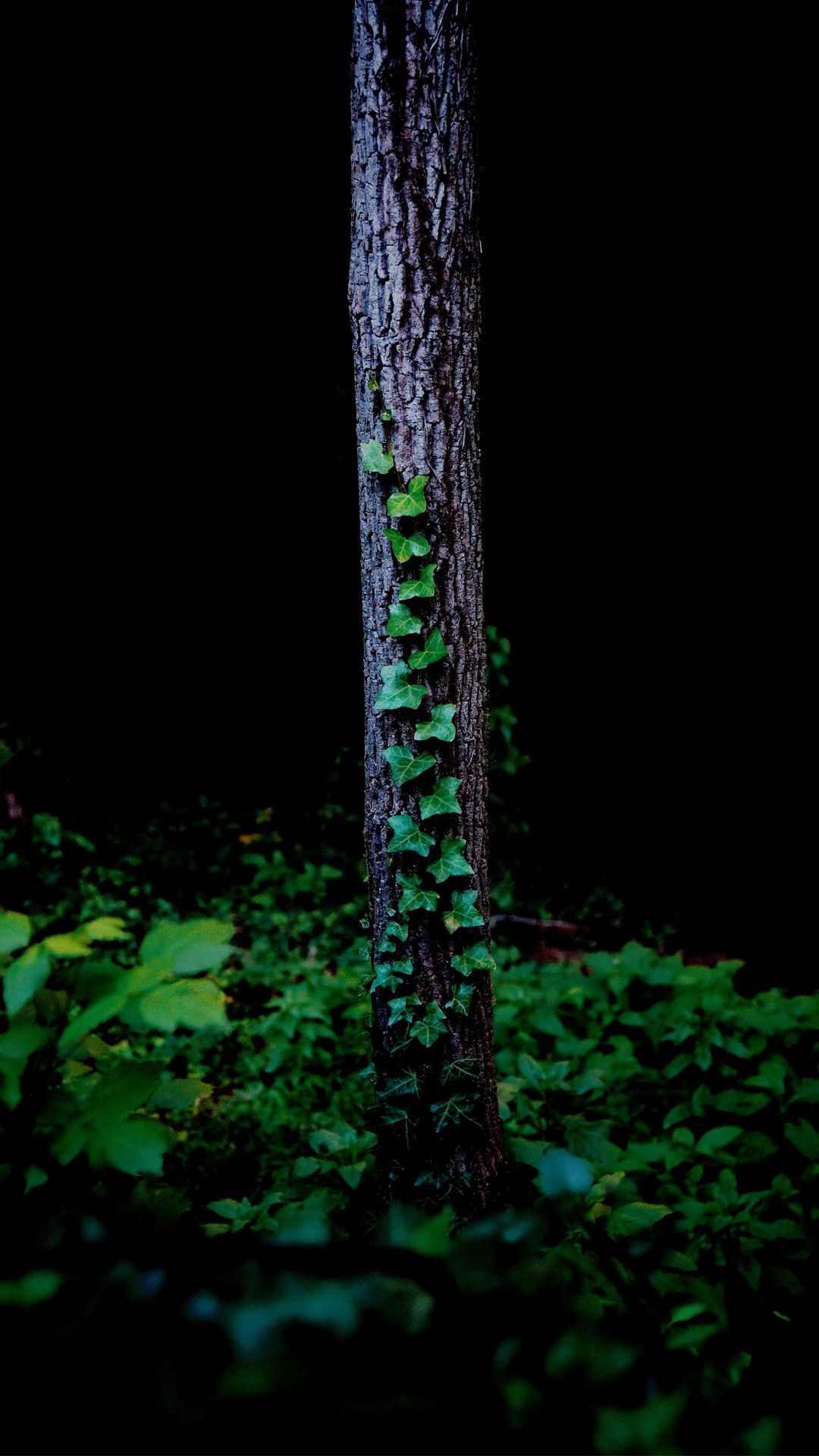 1080x1920 Forest Oled Wallpaper