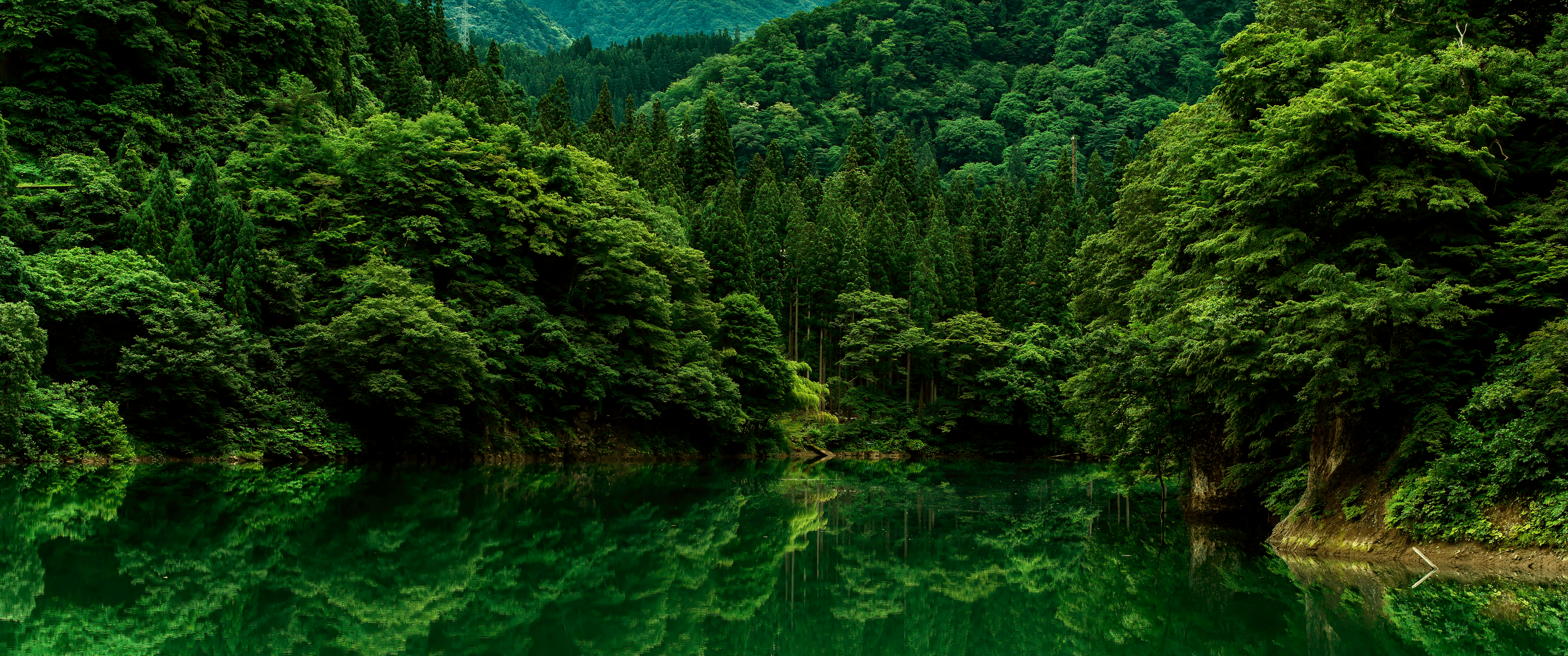 5120x2143 forest