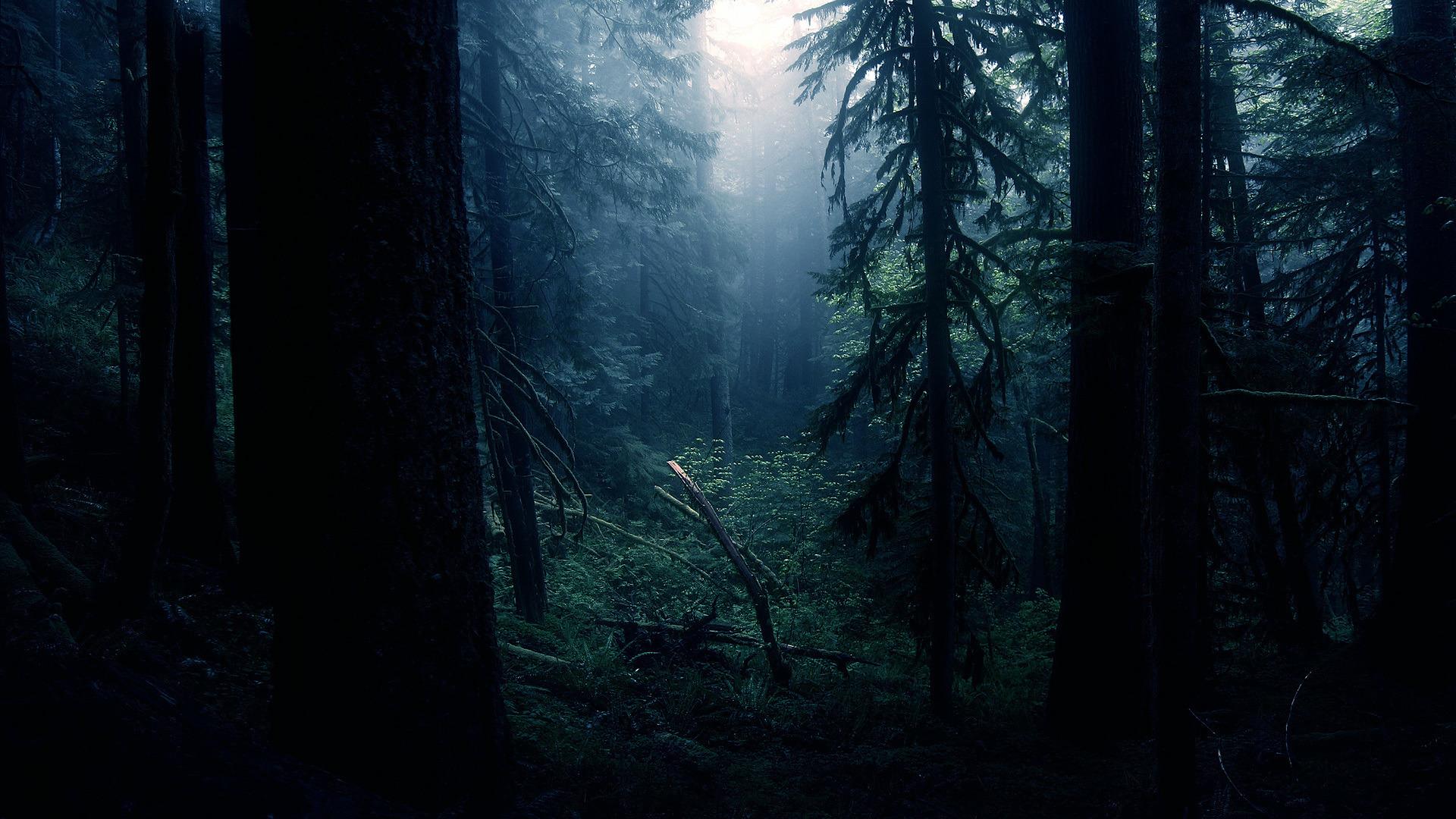 1920x1080 Amoled Forest Wallpaper