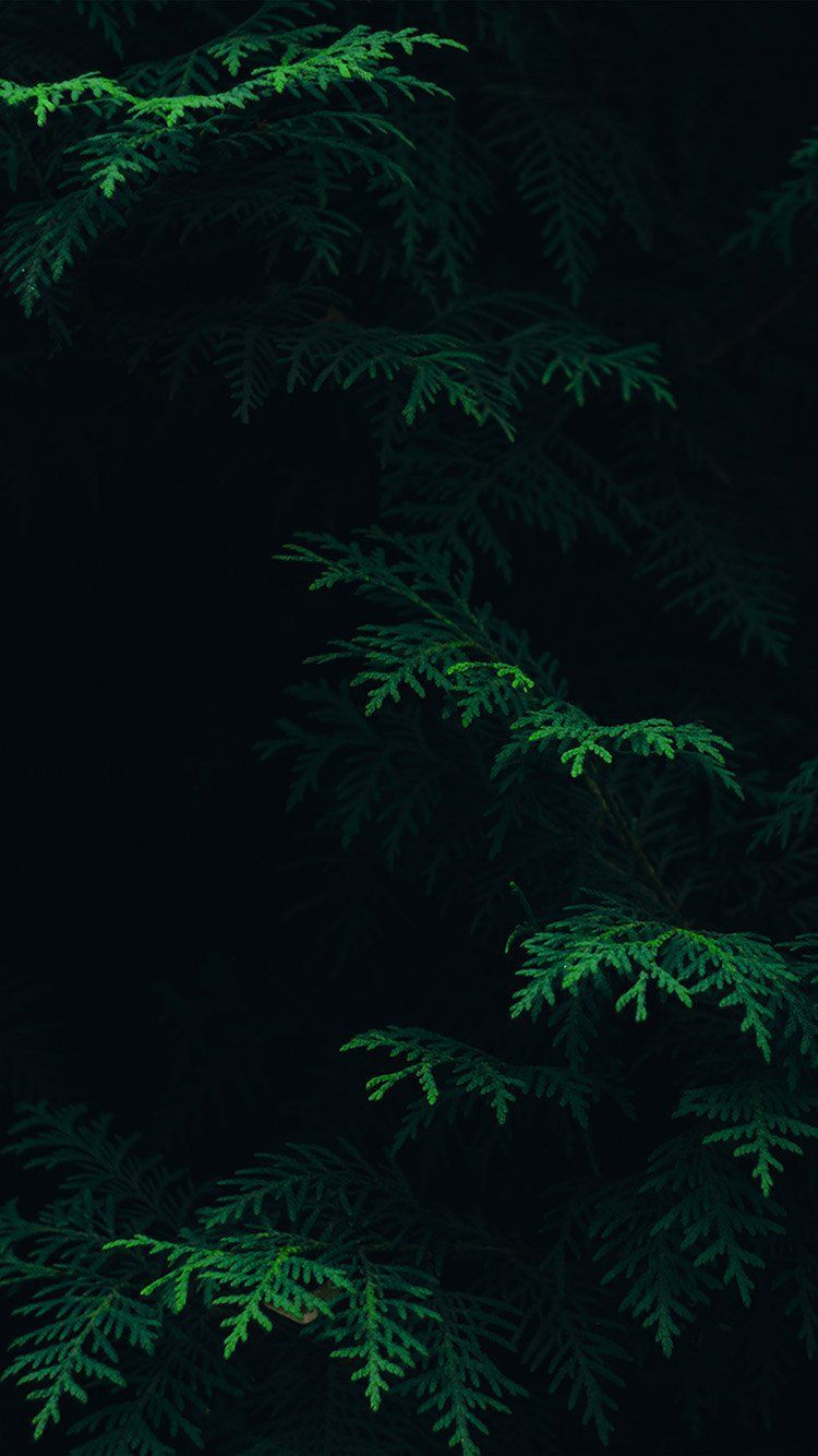 750x1334 Forest Oled Wallpaper