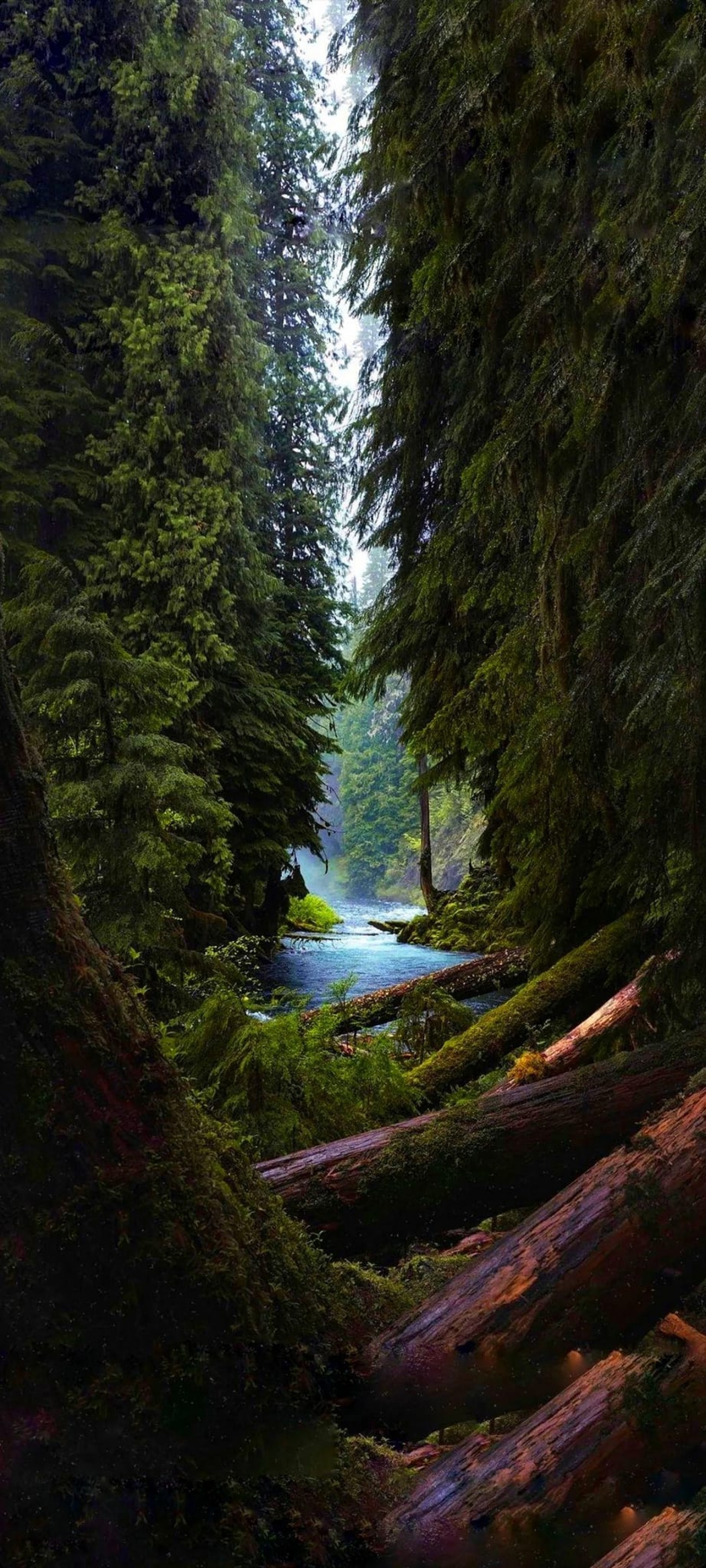 1500x3331 Forest Logs Nature