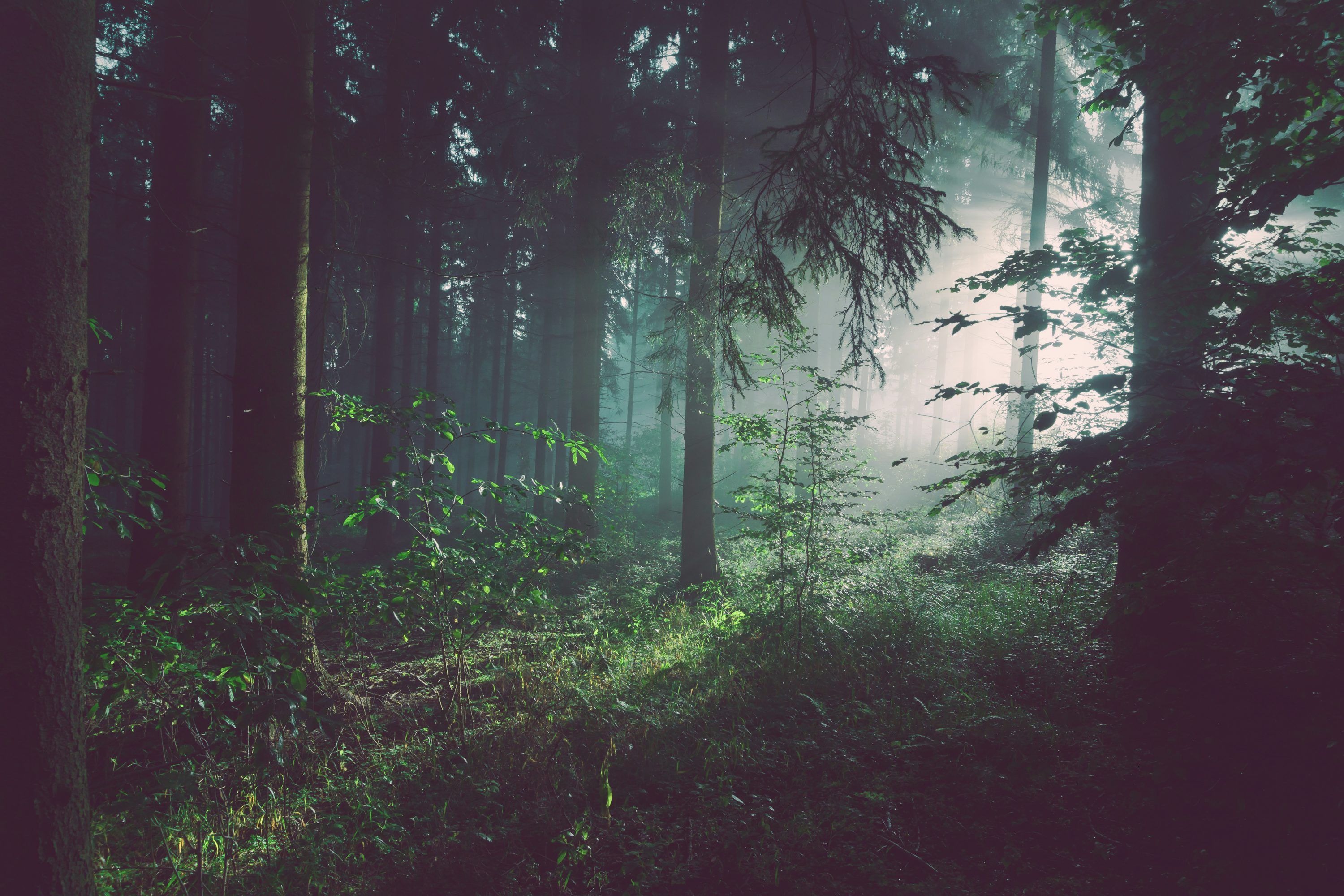 3000x2000 Forest Wallpaper Picture Image