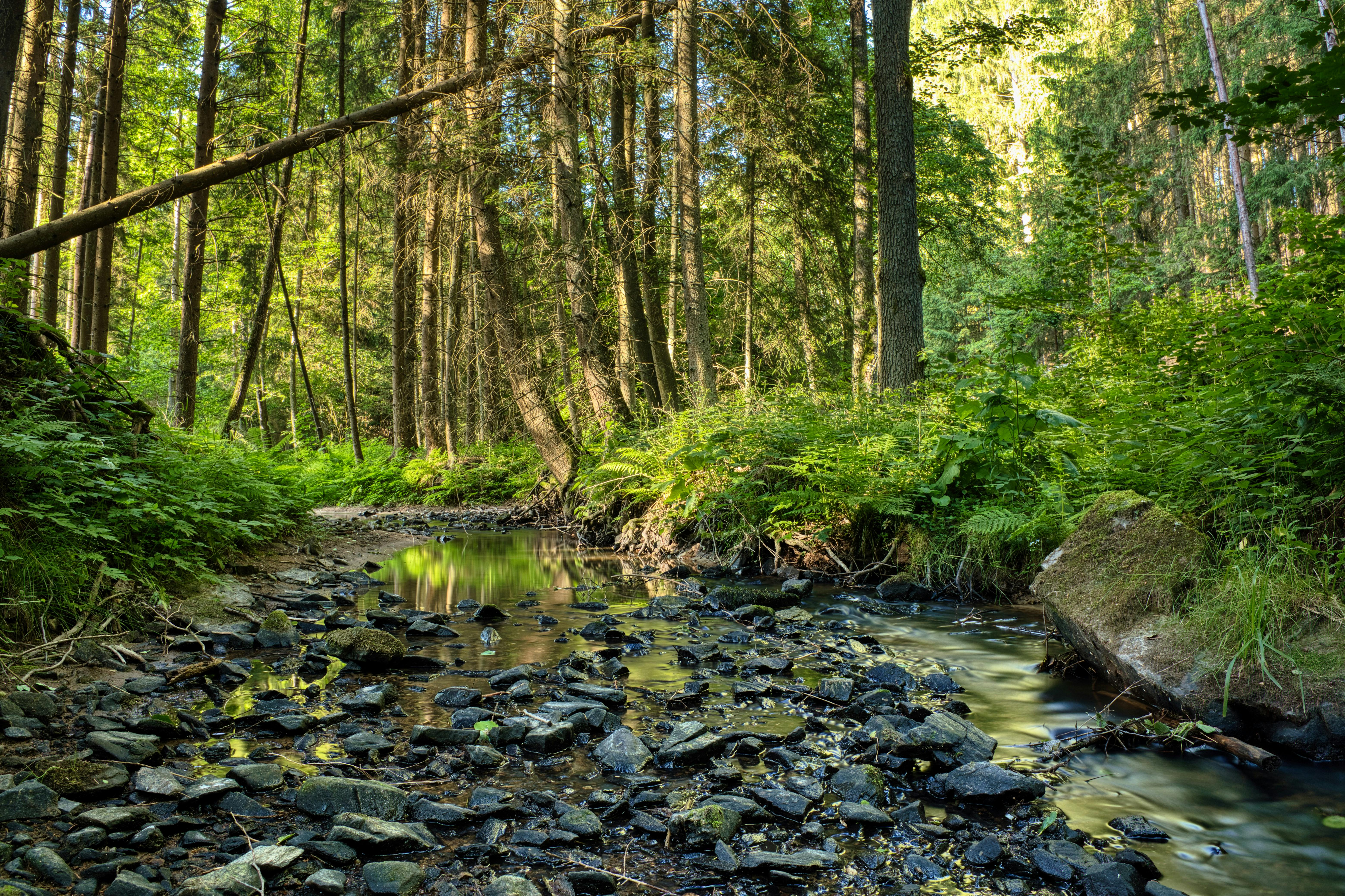 6236x4157 Oled 4k Nature Wallpaper
