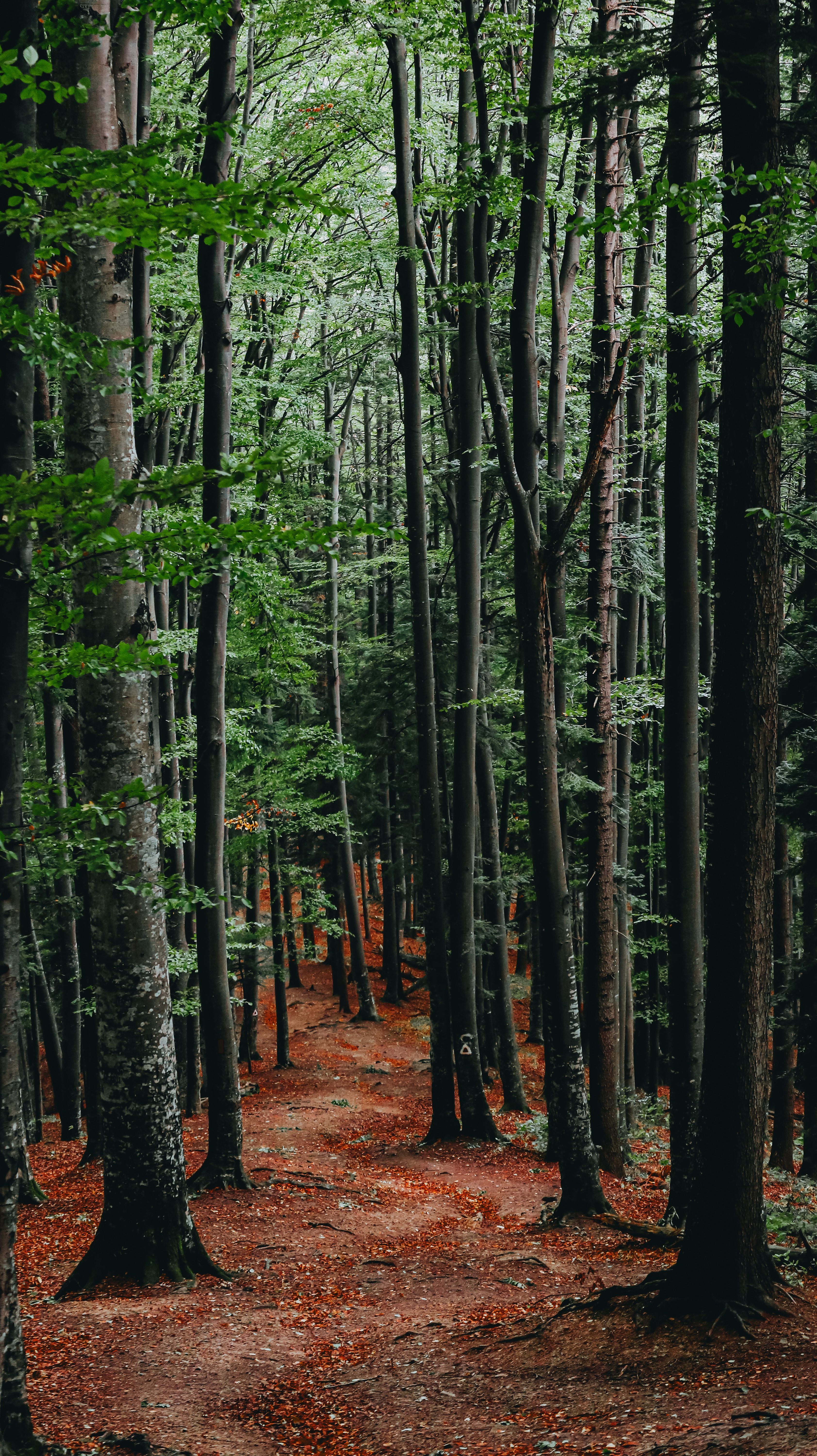 3368x6000 Forest Wallpaper Photo, Download The BEST Free Forest Wallpaper & HD Image