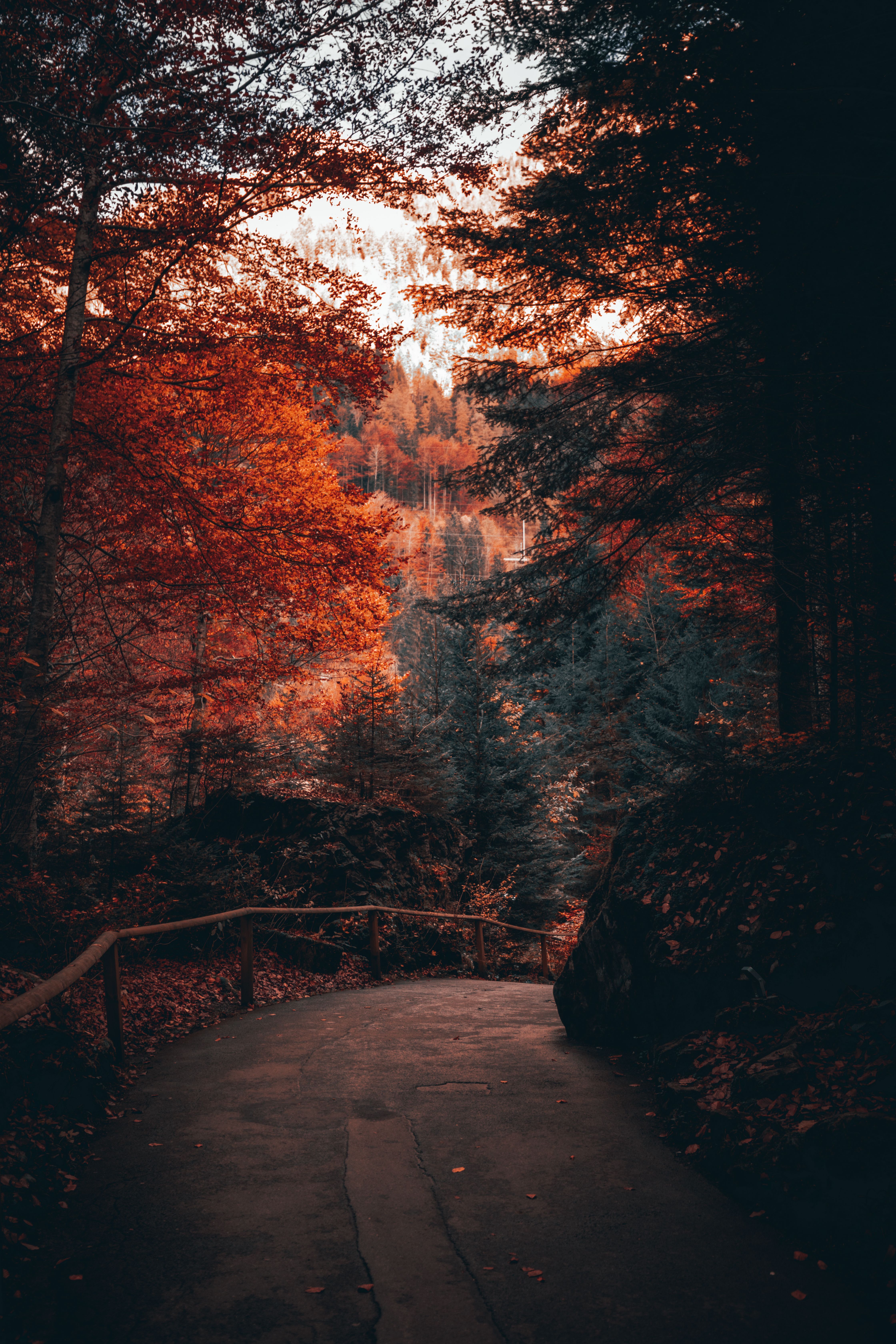 4480x6720 Forest Wallpaper Photo, Download The BEST Free Forest Wallpaper & HD Image