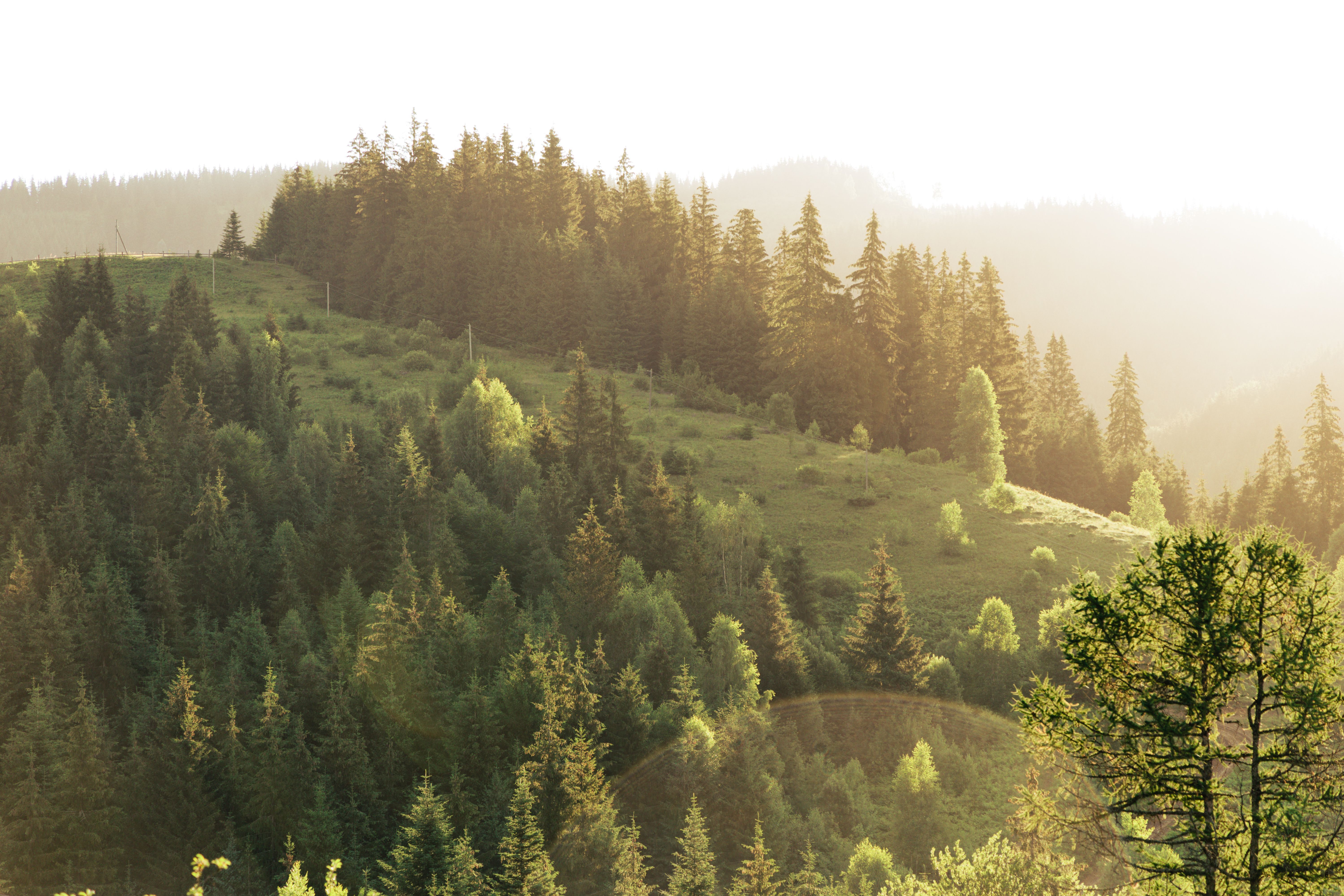 6000x4000 Best Forest Photo · 100% Free Downloads