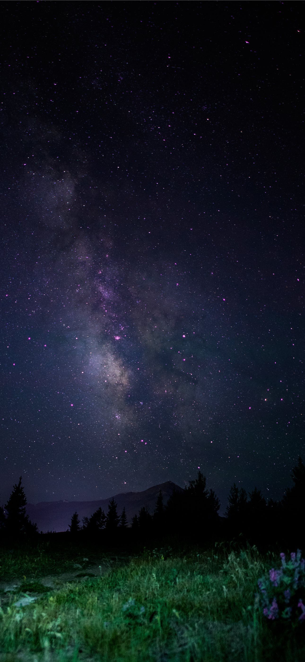 1290x2796 forest under starry skies iPhone Wallpaper Free Download