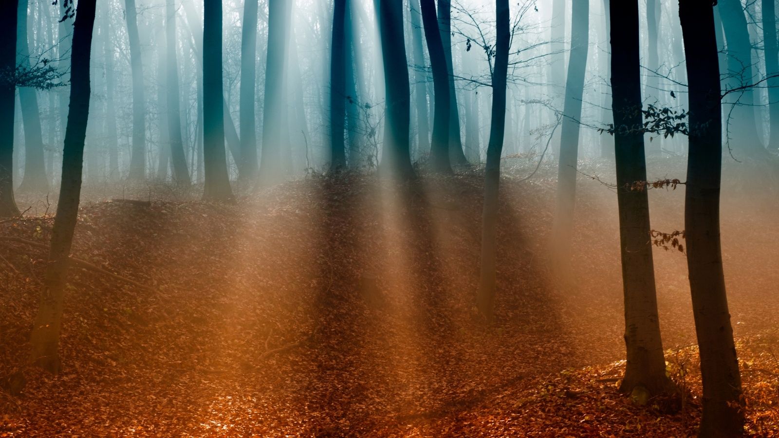 1600x900 Autumn Forest 4K UHD Wallpaper for UltraHD Desktop and TV : Dual Monitor : Smartphone and Tablet Devices