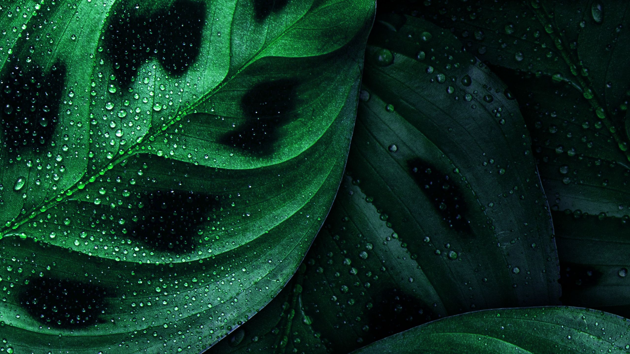 2560x1440 WQHD, QHD, 16:9 Green Wallpaper Free 2560x1440 High Quality Background