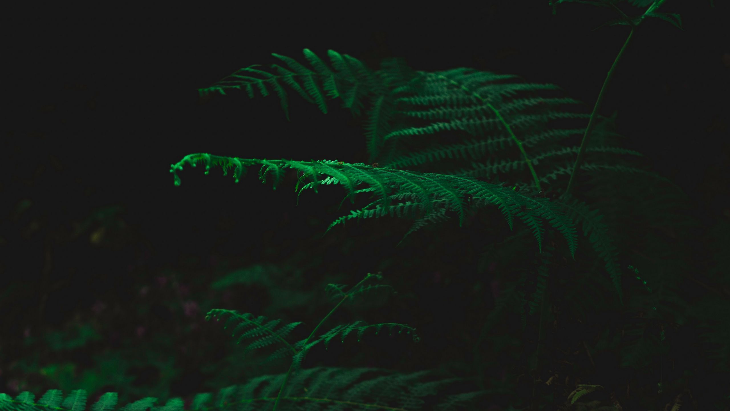 2560x1440 Desktop Dark Green Wallpaper