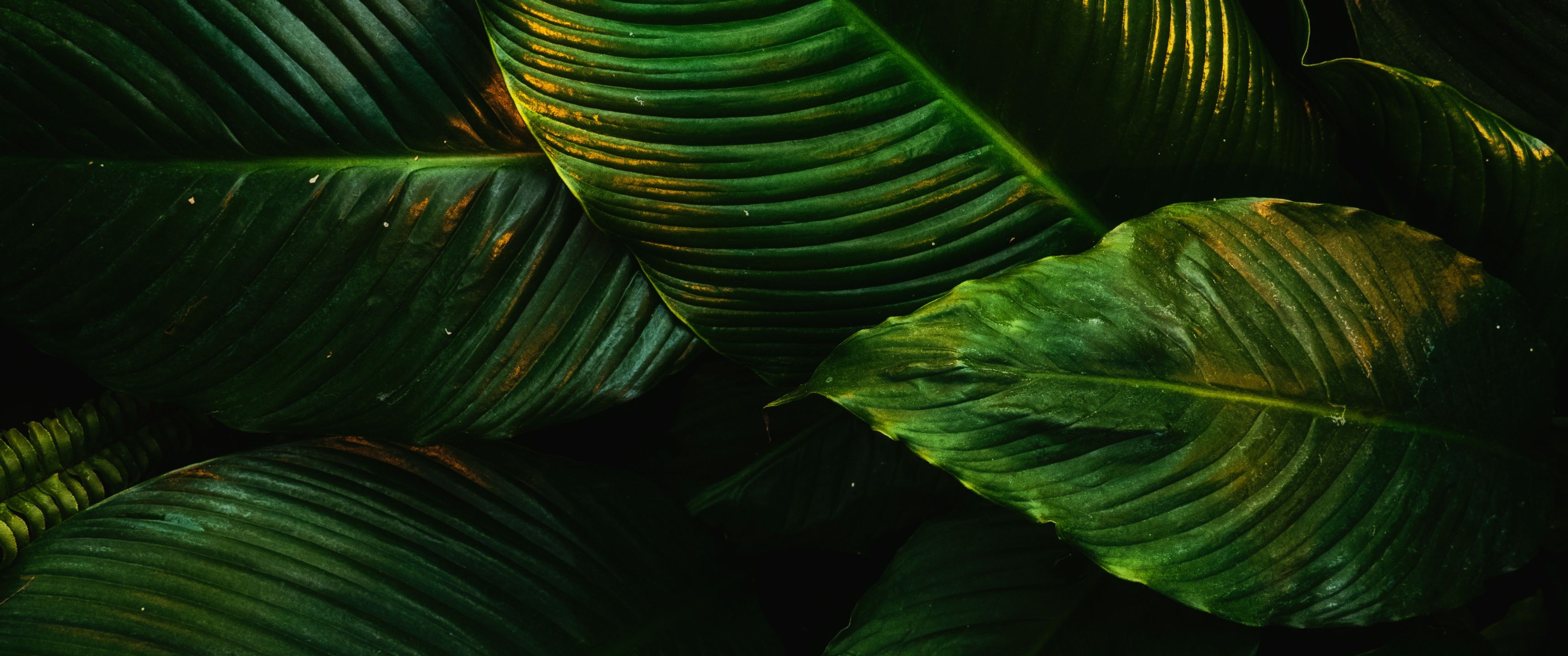 3440x1440 Tropical Wallpaper 4K, Green leaves, Plant, 5K