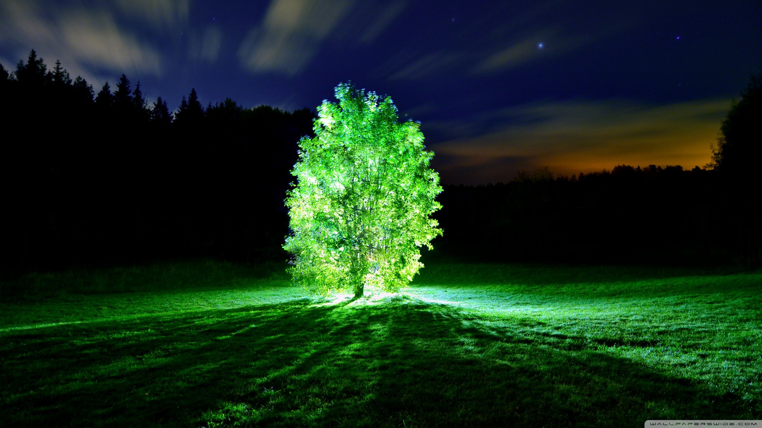 2560x1440 Glorious glowing green tree [Wallpaper]