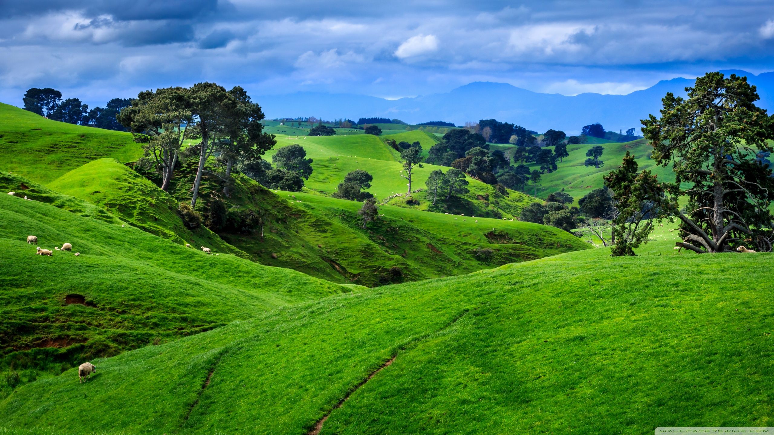 2560x1440 Green Meadow Hills Landscape 4K UHD Wallpaper for UltraHD Desktop and TV : Widescreen and UltraWide Display : Smartphone and Tablet Devices