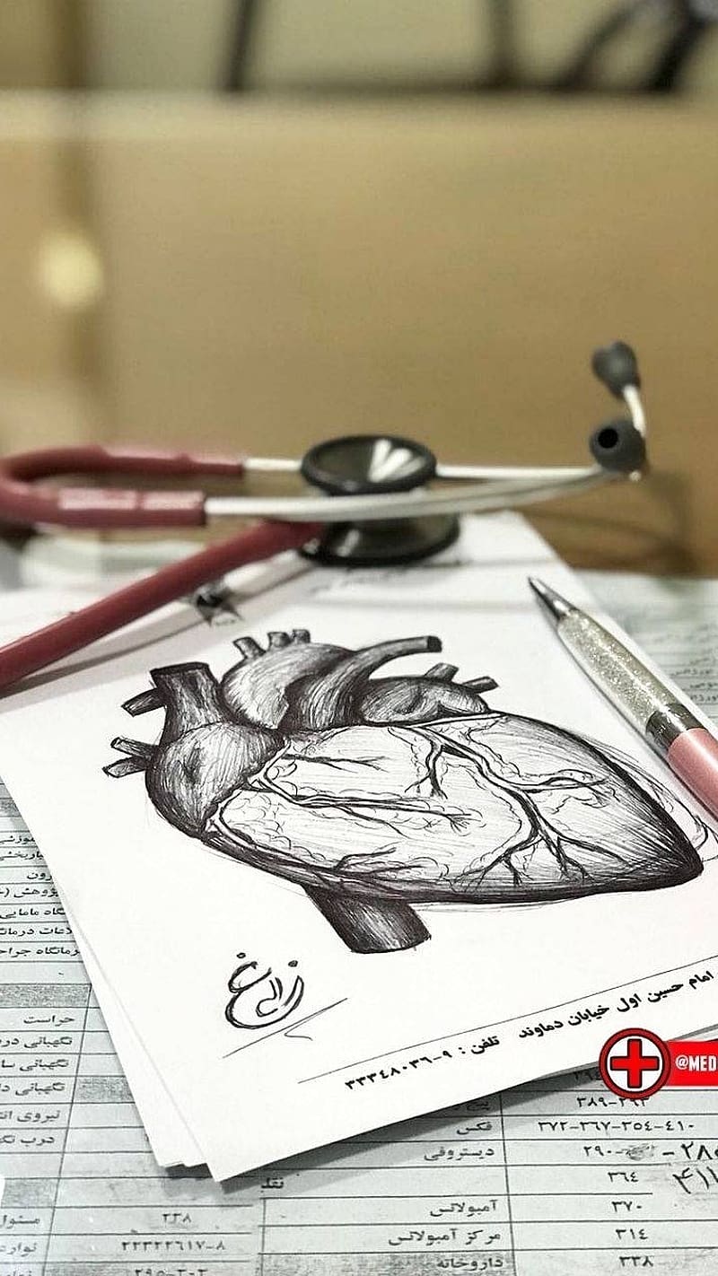 800x1422 Medical Student, heart strcture, HD phone wallpaper
