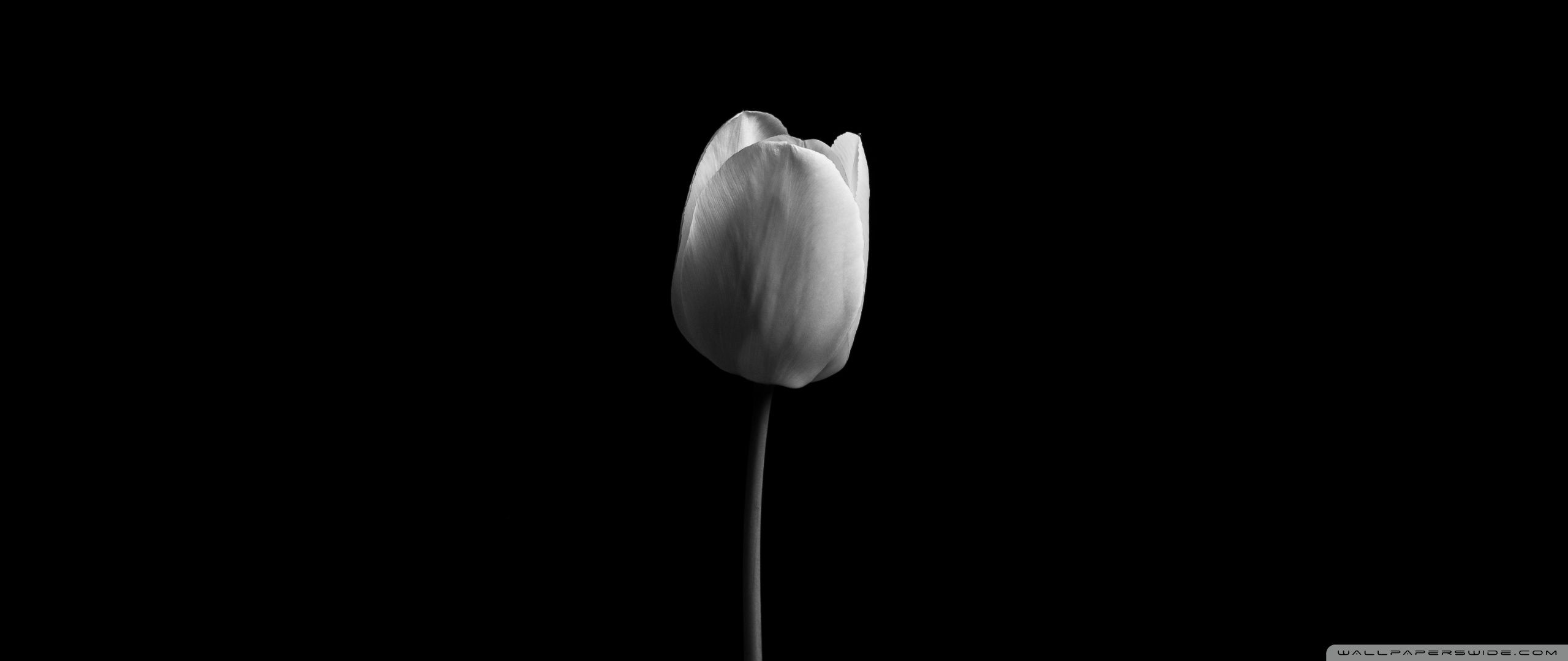2560x1080 Tulip 4K UHD Wallpaper for UltraHD Desktop and TV : Widescreen and UltraWide Display : Dual Monitor : Smartphone and Tablet Devices