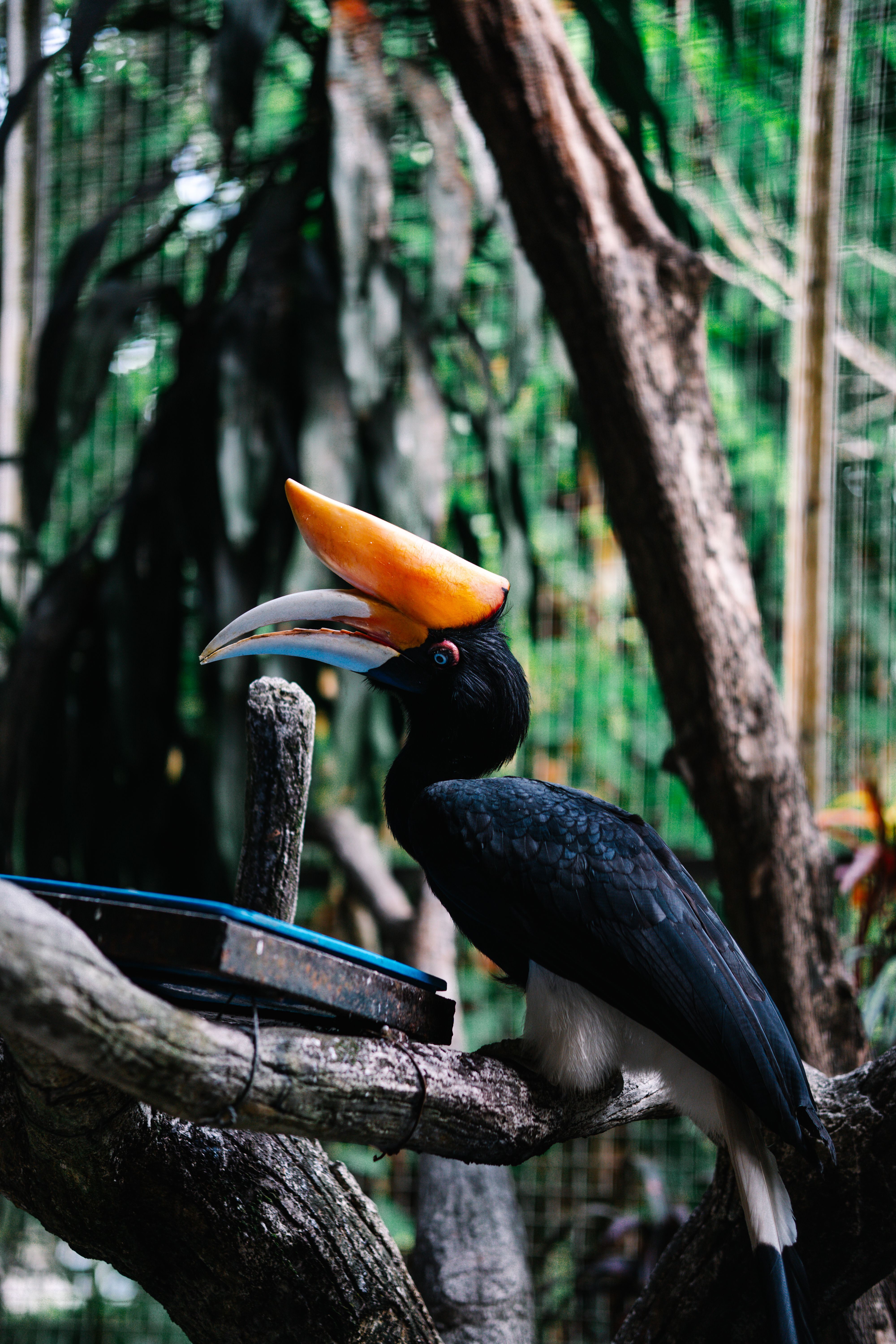 4000x6000 Hornbill Festival Photo, Download The BEST Free Hornbill Festival & HD Image
