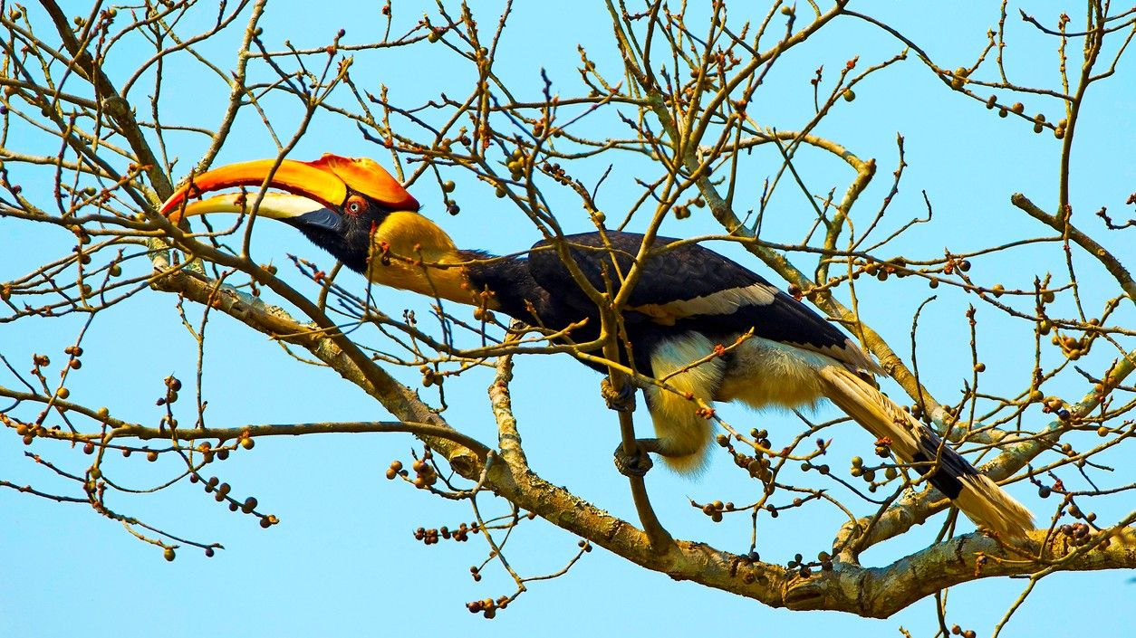 1254x705 Karnataka: Two Day Hornbill Festival In Dandeli From January 16