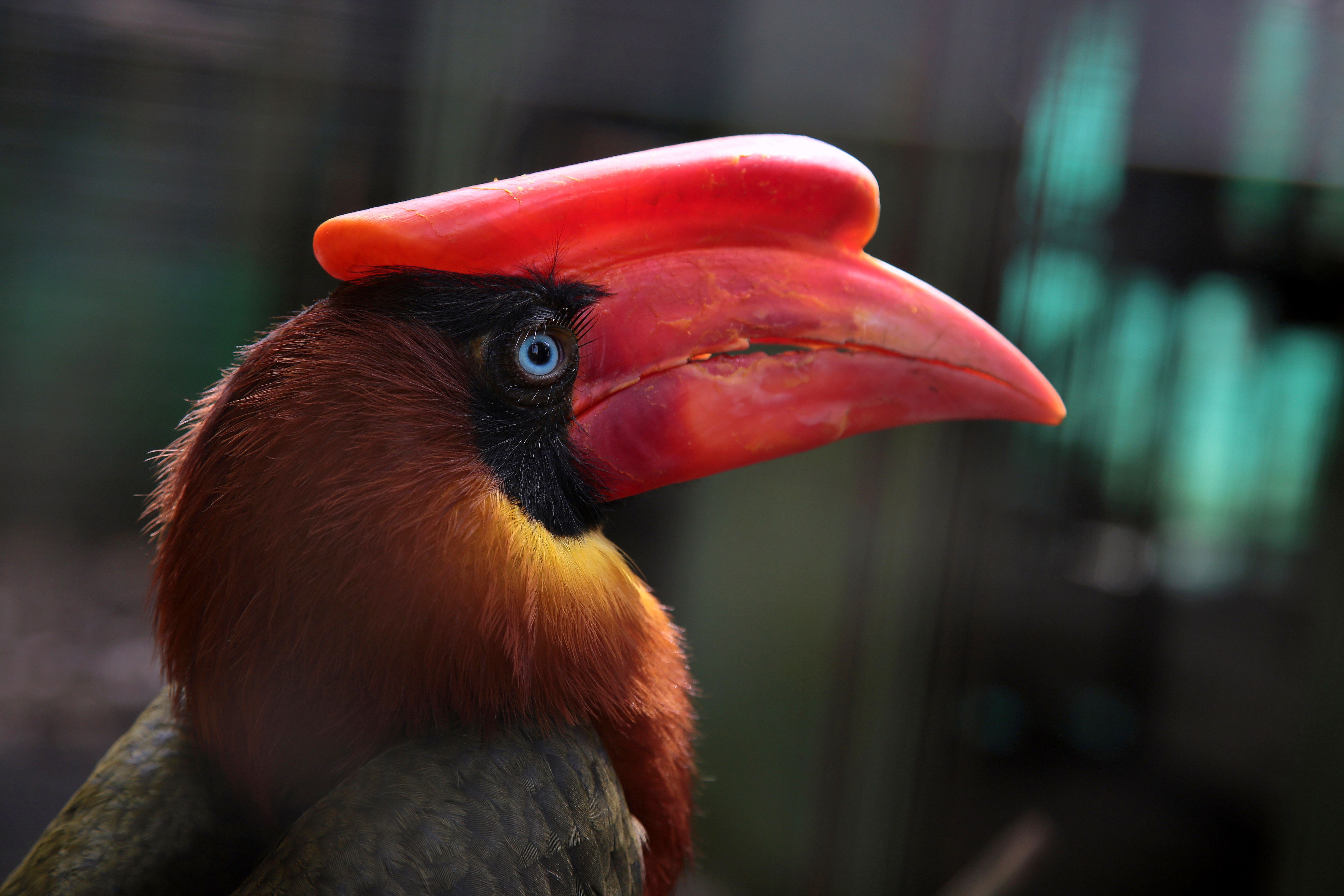 5472x3648 Hornbill Festival Photo, Download The BEST Free Hornbill Festival & HD Image