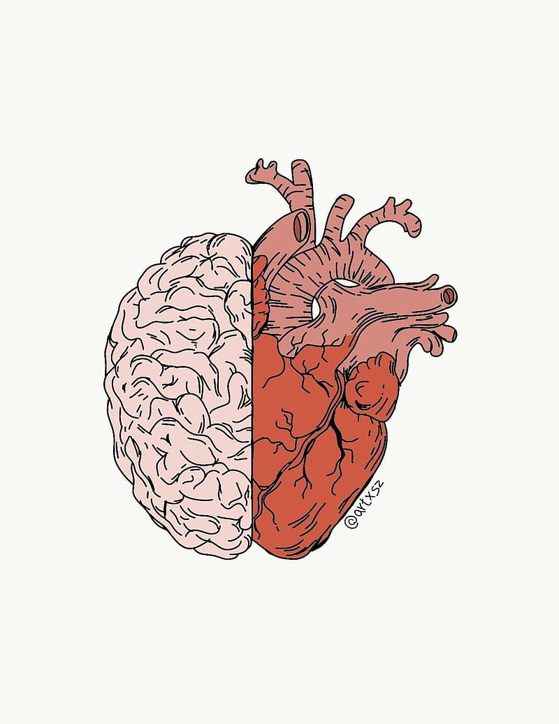 800x1036 Heart and brain, cerebro, medicina, HD phone wallpaper