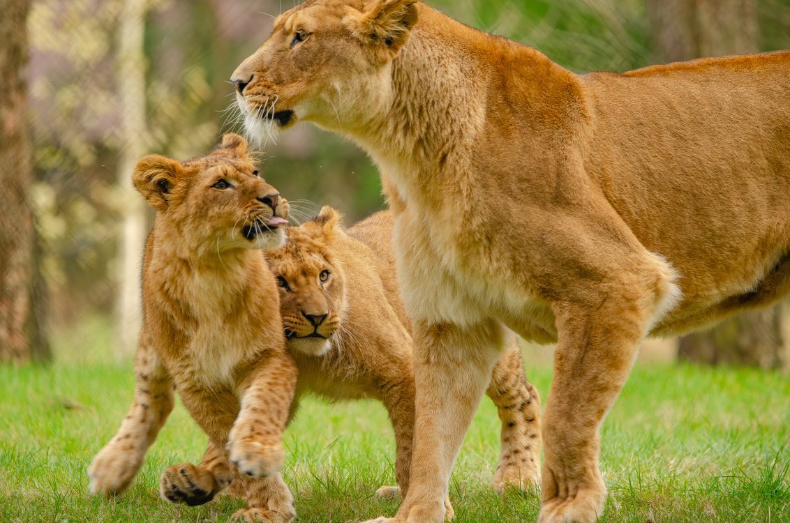 1132x750 Lioness with Cubs · Free