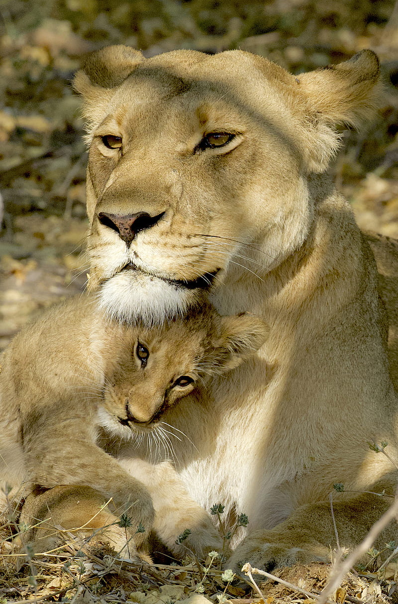 800x1214 HD lioness and lion cub wallpaper