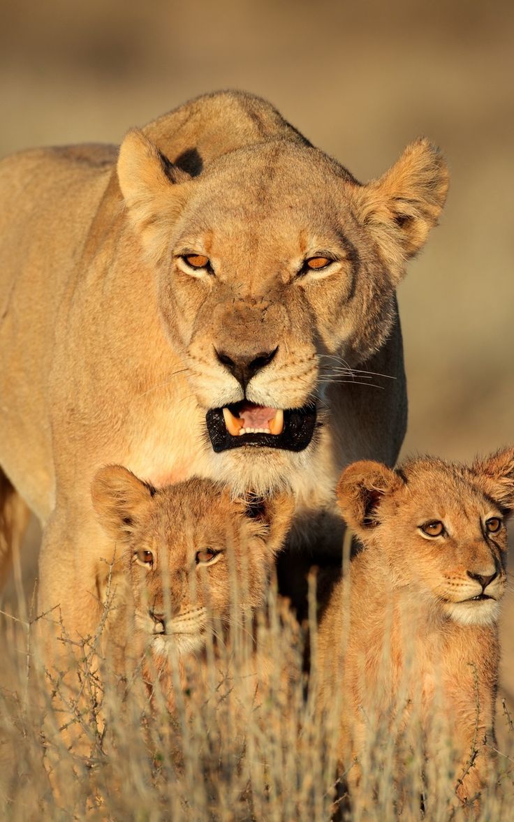 736x1177 Wallpaper lion cubs female predators lion africa family