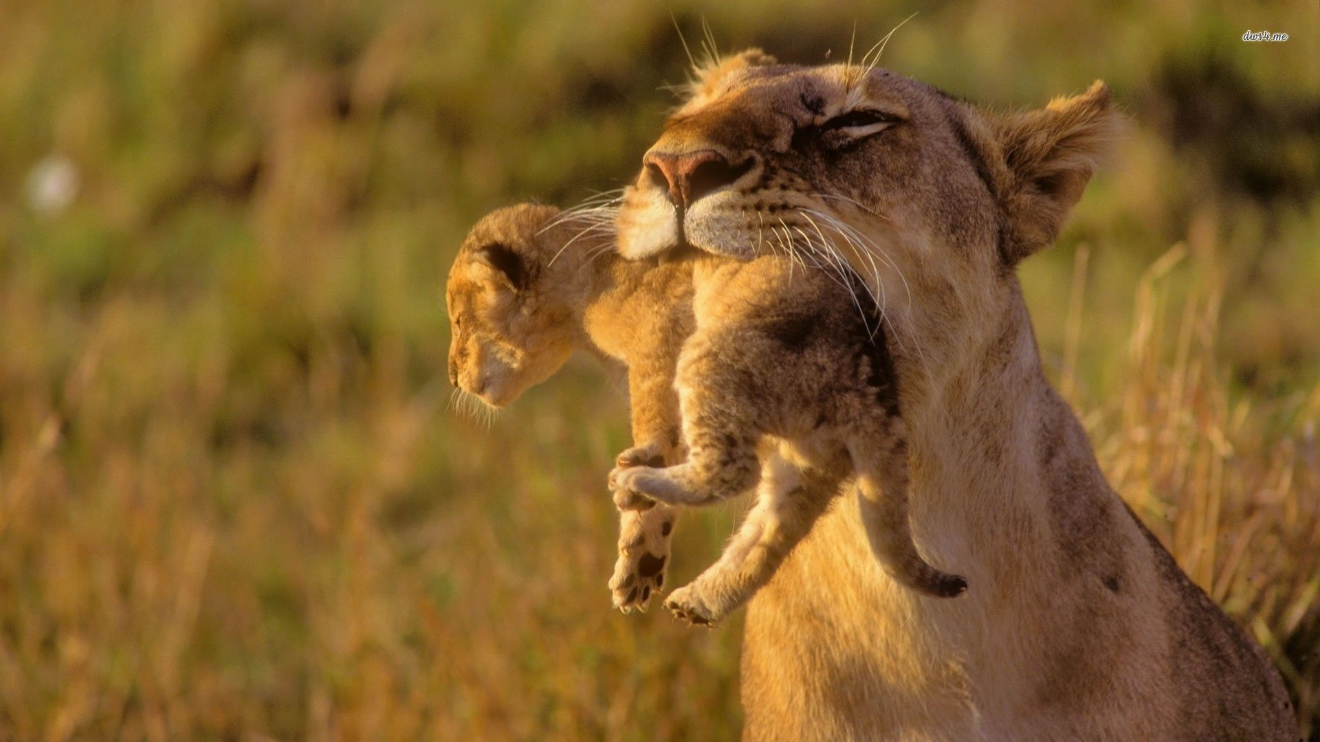 1920x1080 Majestic Lioness with Cub HD Wallpaperx1080