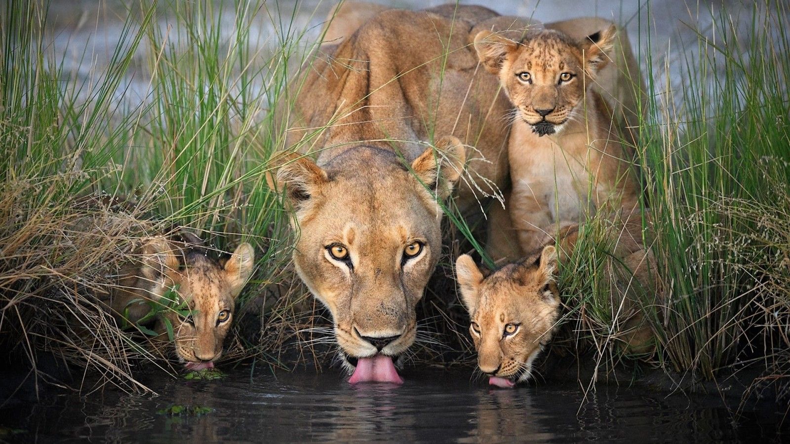 1600x900 Lioness Is Drinking Water With Little Cubs HD Lion Wallpaper