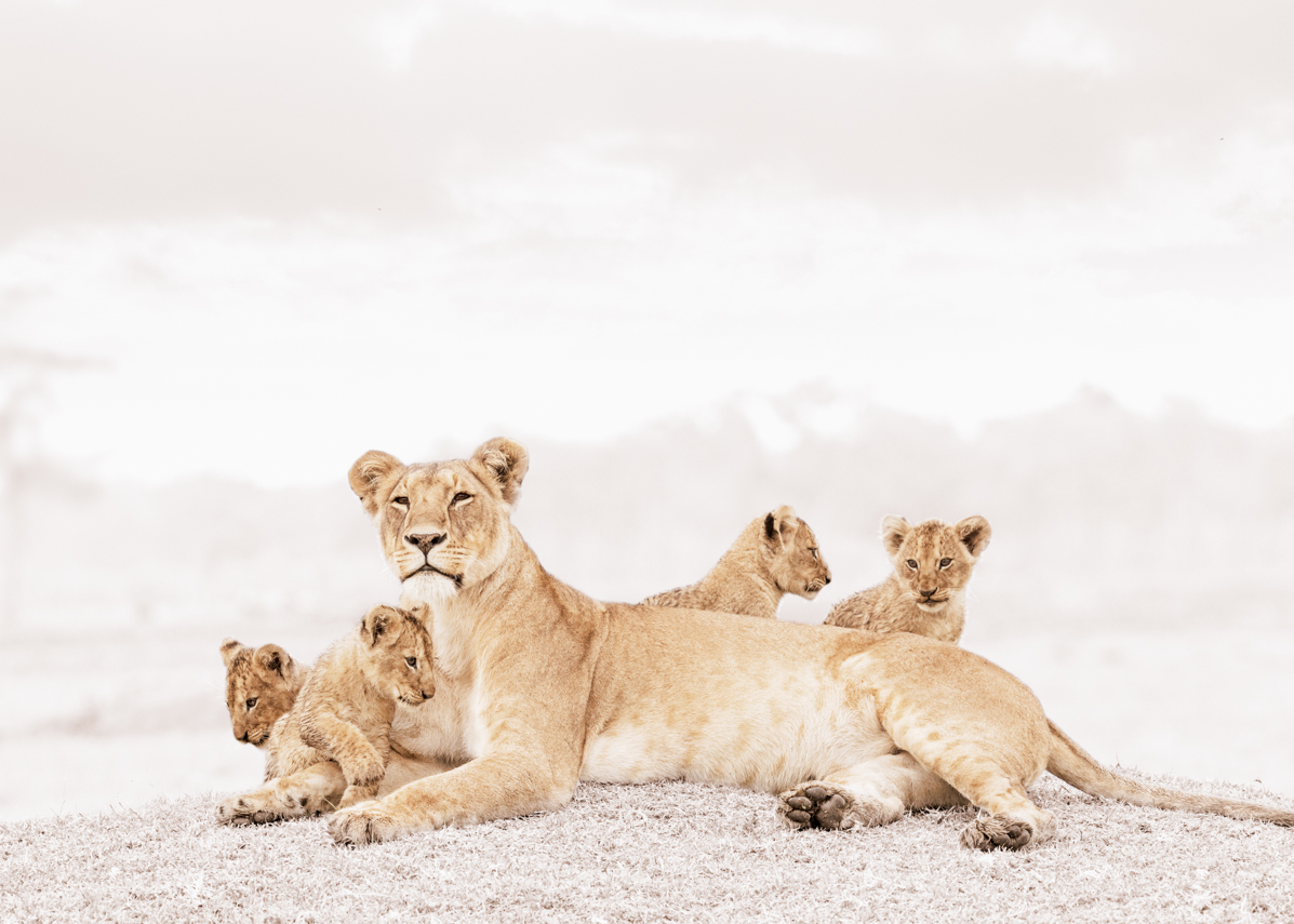 1197x855 Lioness with cubs Tiedge Fine Art Wildlife Photography
