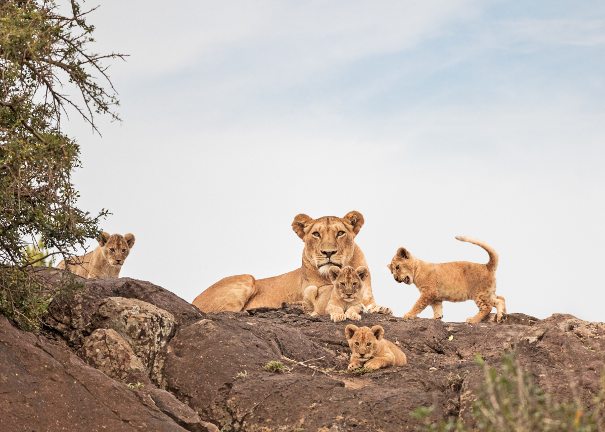 1197x855 Lioness with cubs on a rock Tiedge Fine Art Wildlife Photography