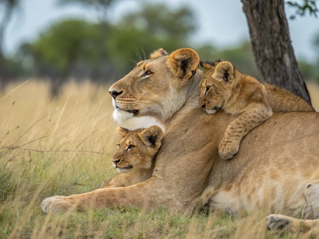 1067x800 Lion Cubs Turn Mom Into Epic Jungle Gym Like Legit Toddlers