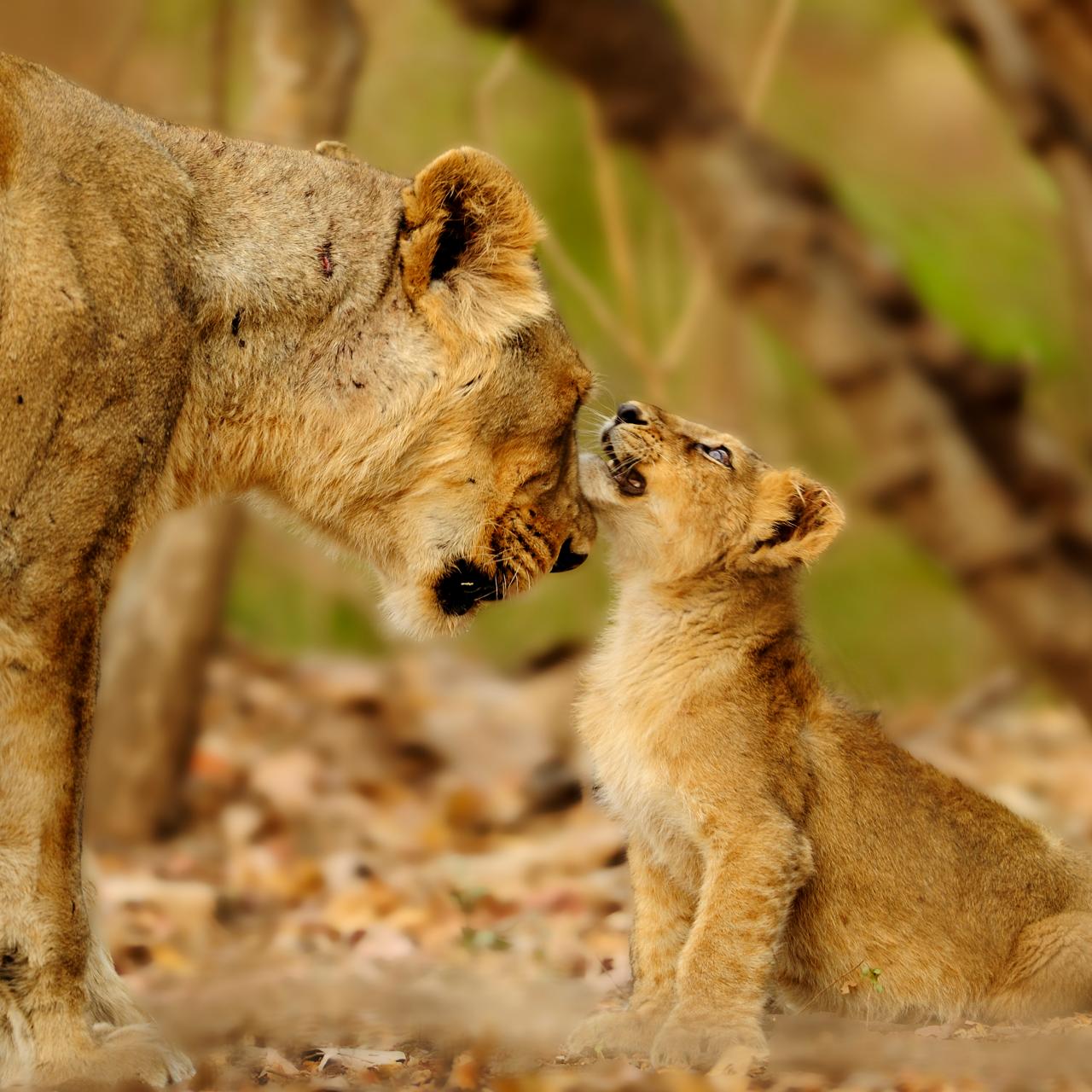 1280x1280 How Female Lions Use Their Cunning to Protect Their Cubs