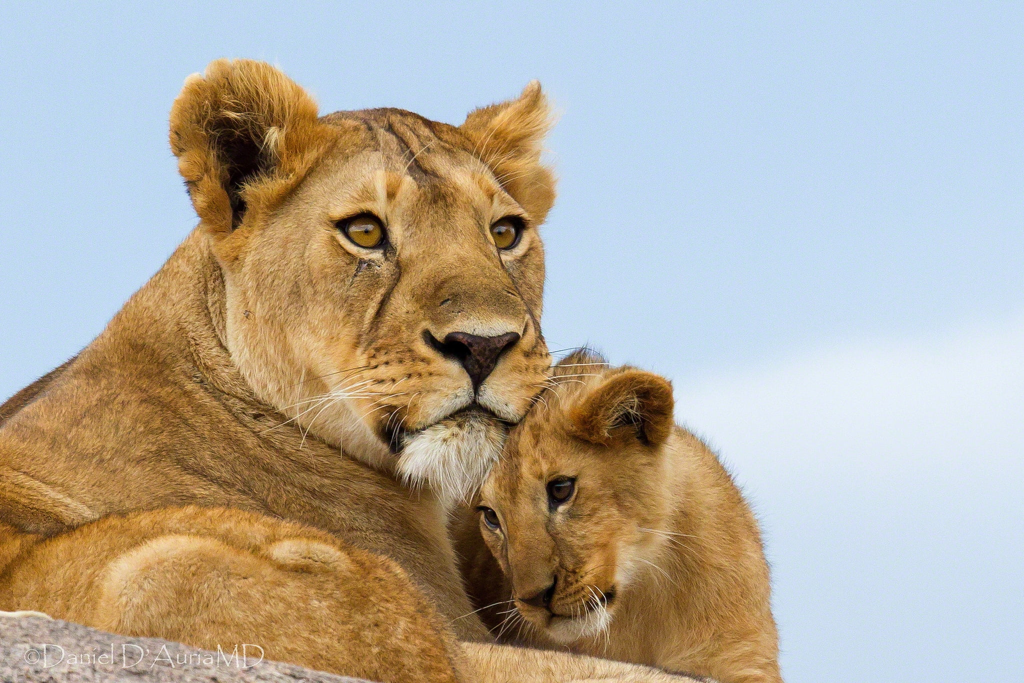 2048x1365 Lioness and cub HD wallpaper